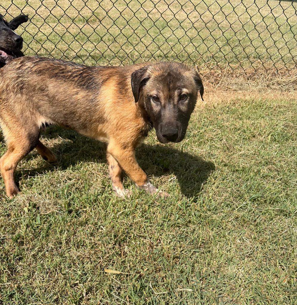 Pup 8(Bucwheat), Adoptable, Puppy Male Mixed Breed.