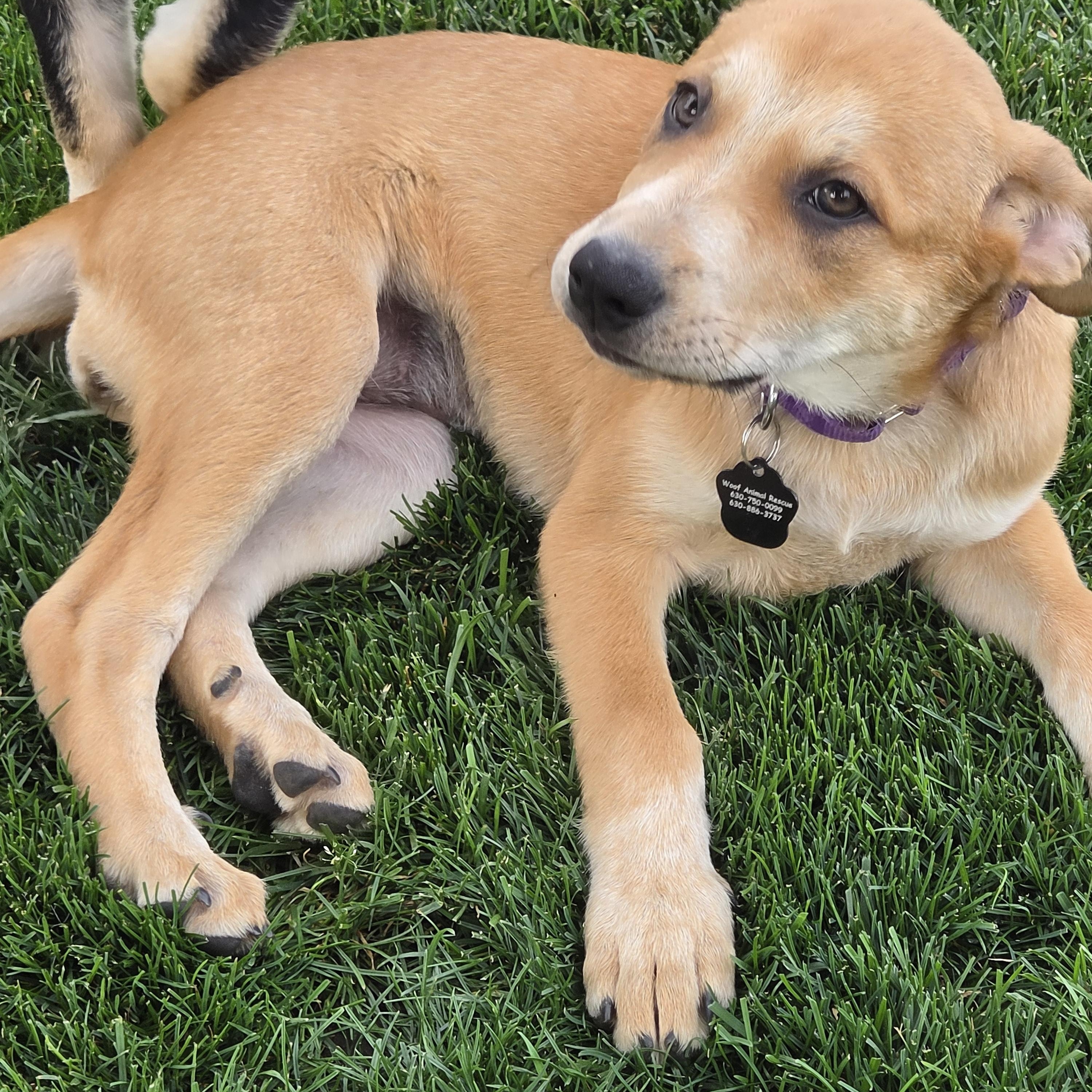 Enlarge Poppy, a ADOPTABLE Mixed Breed in Lemont, IL image 5/5