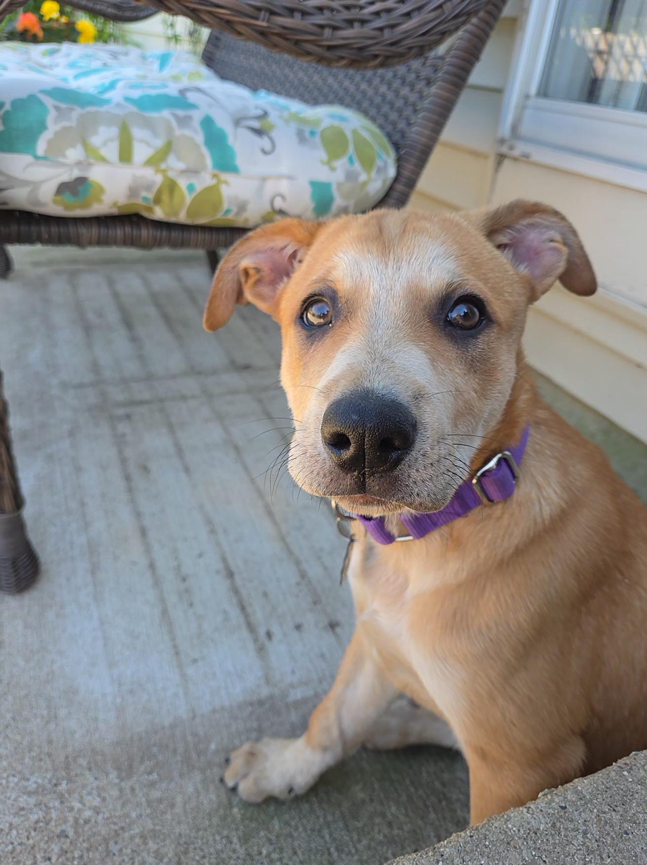 Enlarge Poppy, a ADOPTABLE Mixed Breed in Lemont, IL image 3/5