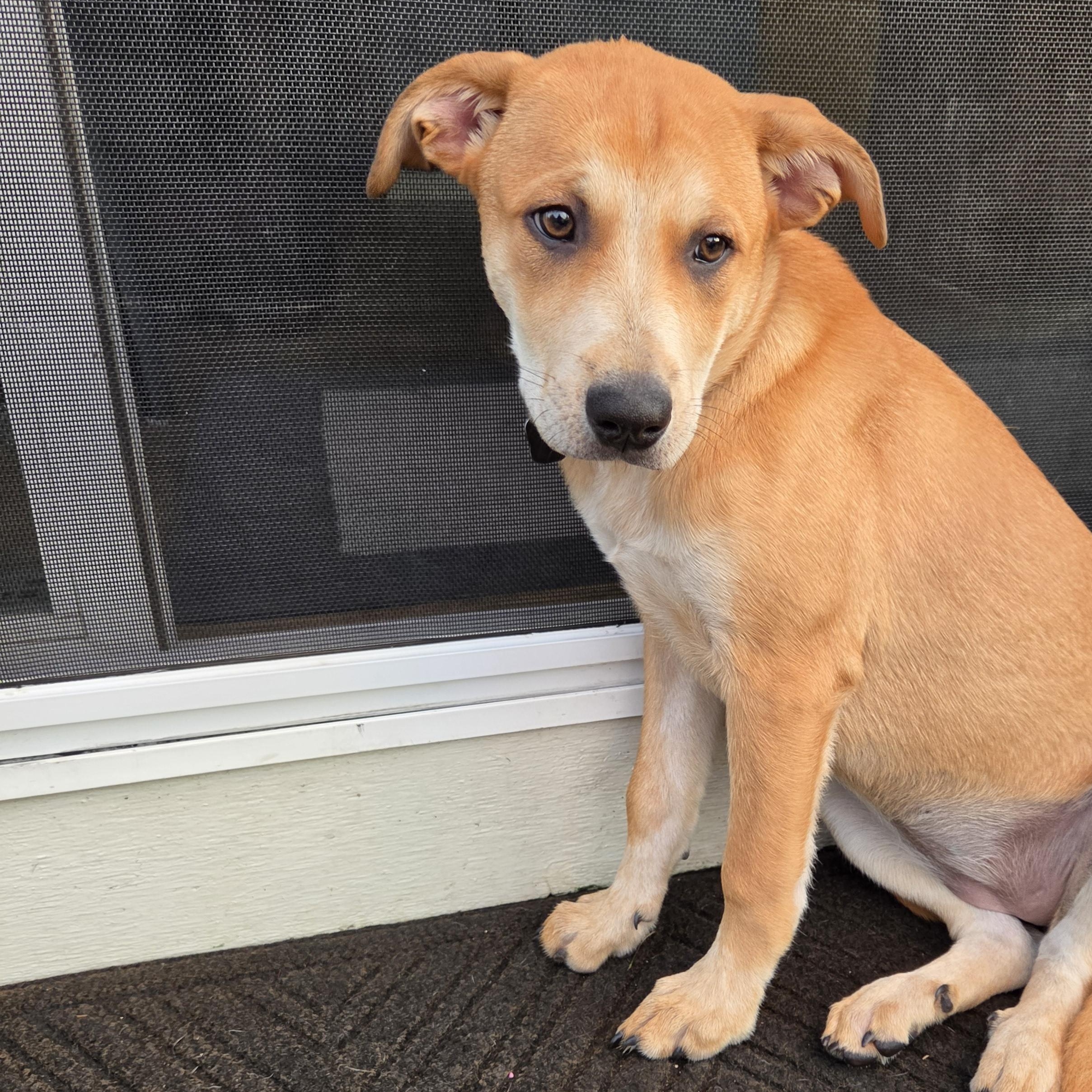 Enlarge Poppy, a ADOPTABLE Mixed Breed in Lemont, IL image 1/5