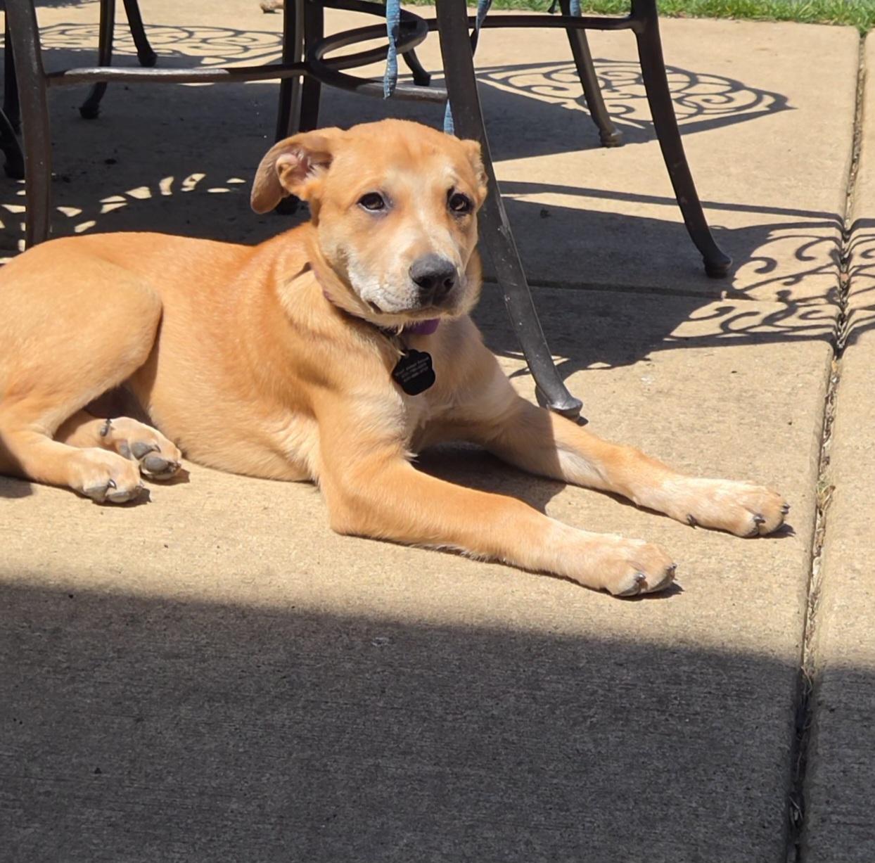 Enlarge Poppy, a ADOPTABLE Mixed Breed in Lemont, IL image 4/5