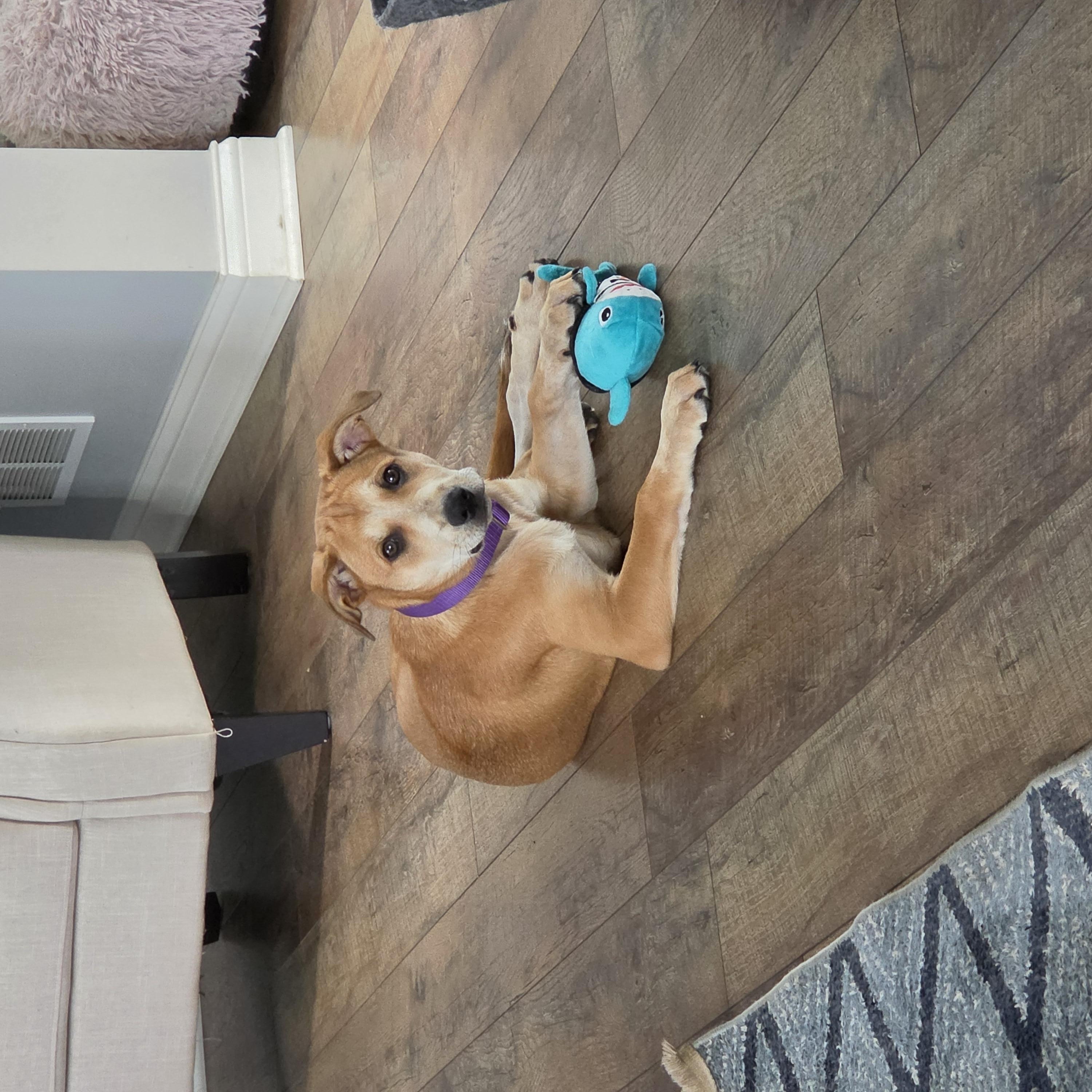 Enlarge Poppy, a ADOPTABLE Mixed Breed in Lemont, IL image 2/5