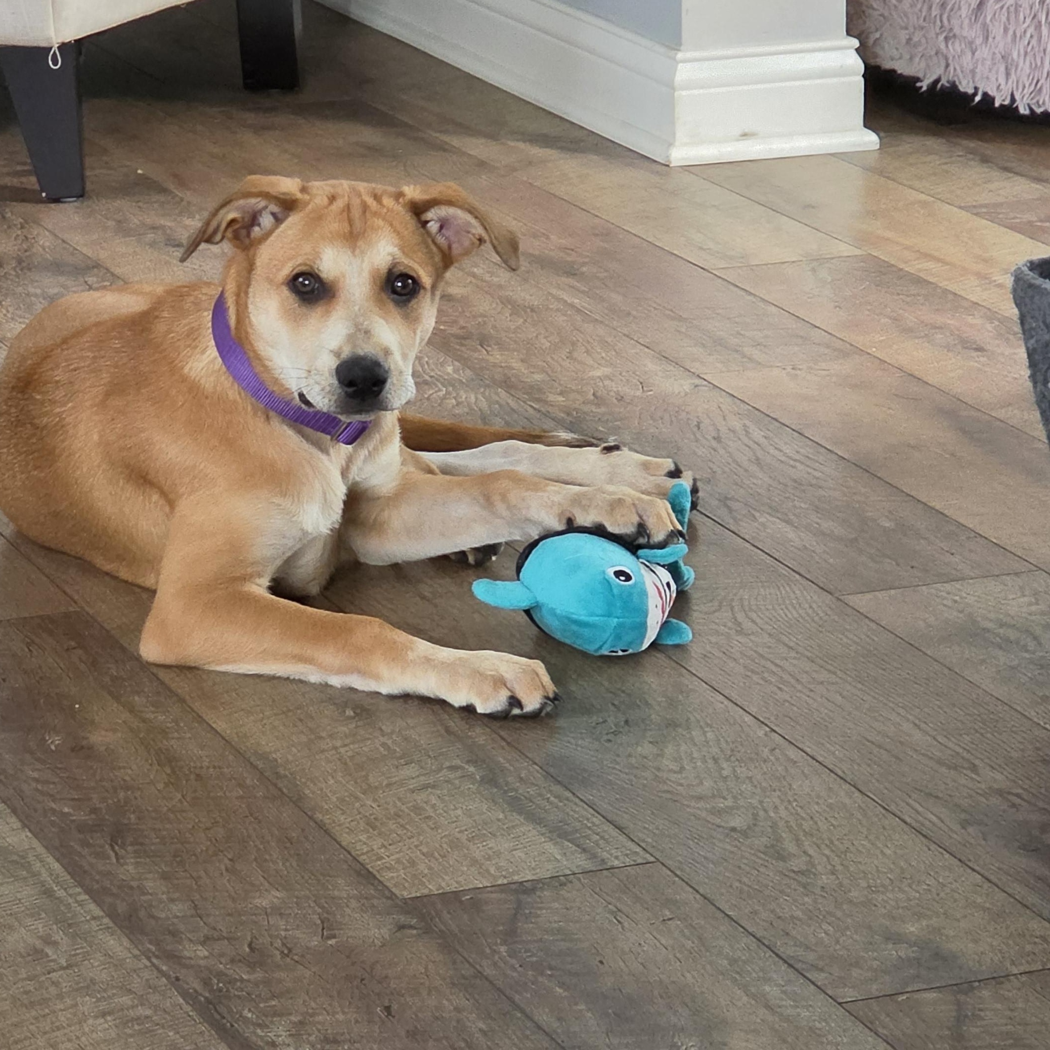 Enlarge Poppy, a ADOPTABLE Mixed Breed in Lemont, IL image 2/5