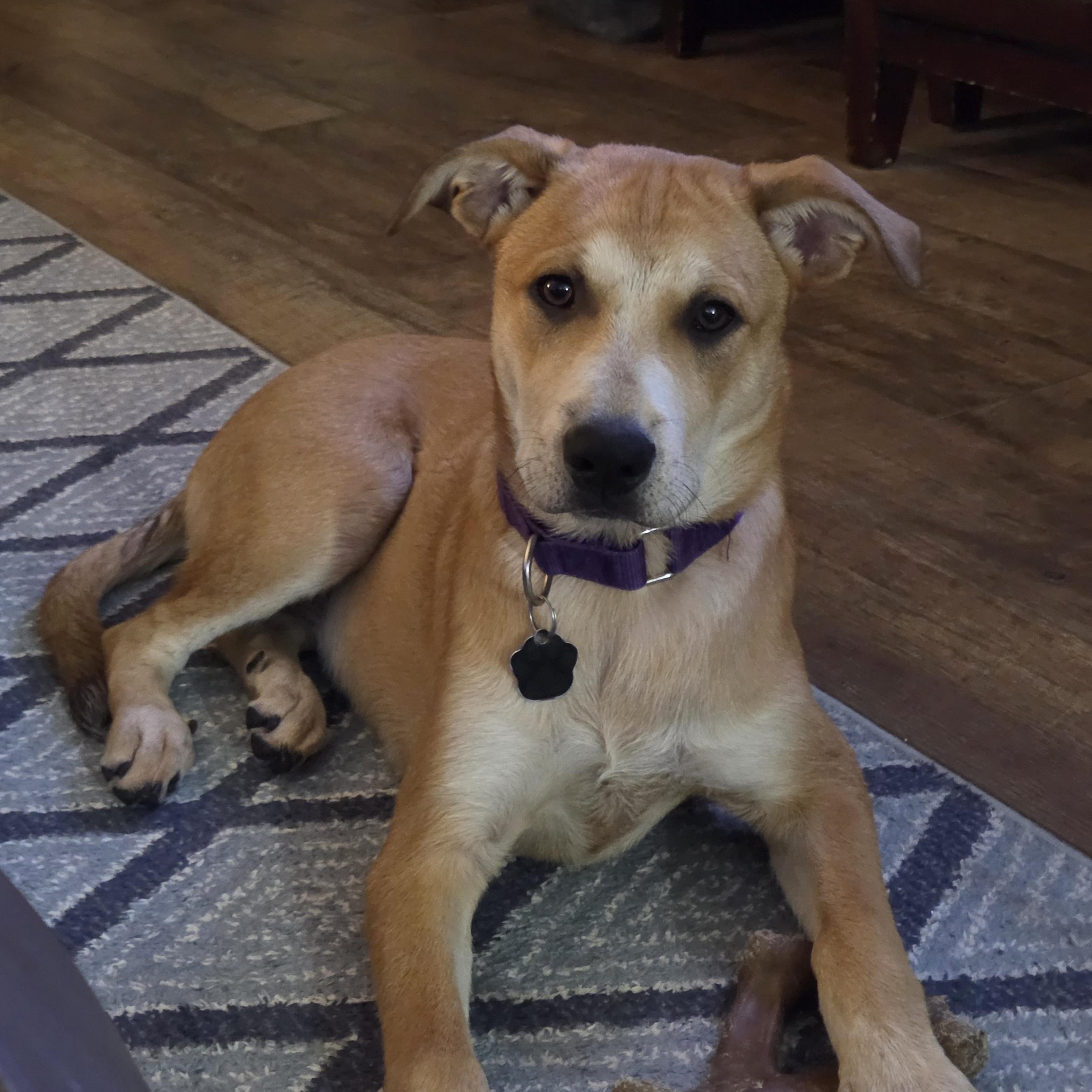 Enlarge Poppy, a ADOPTABLE Mixed Breed in Lemont, IL image 1/5