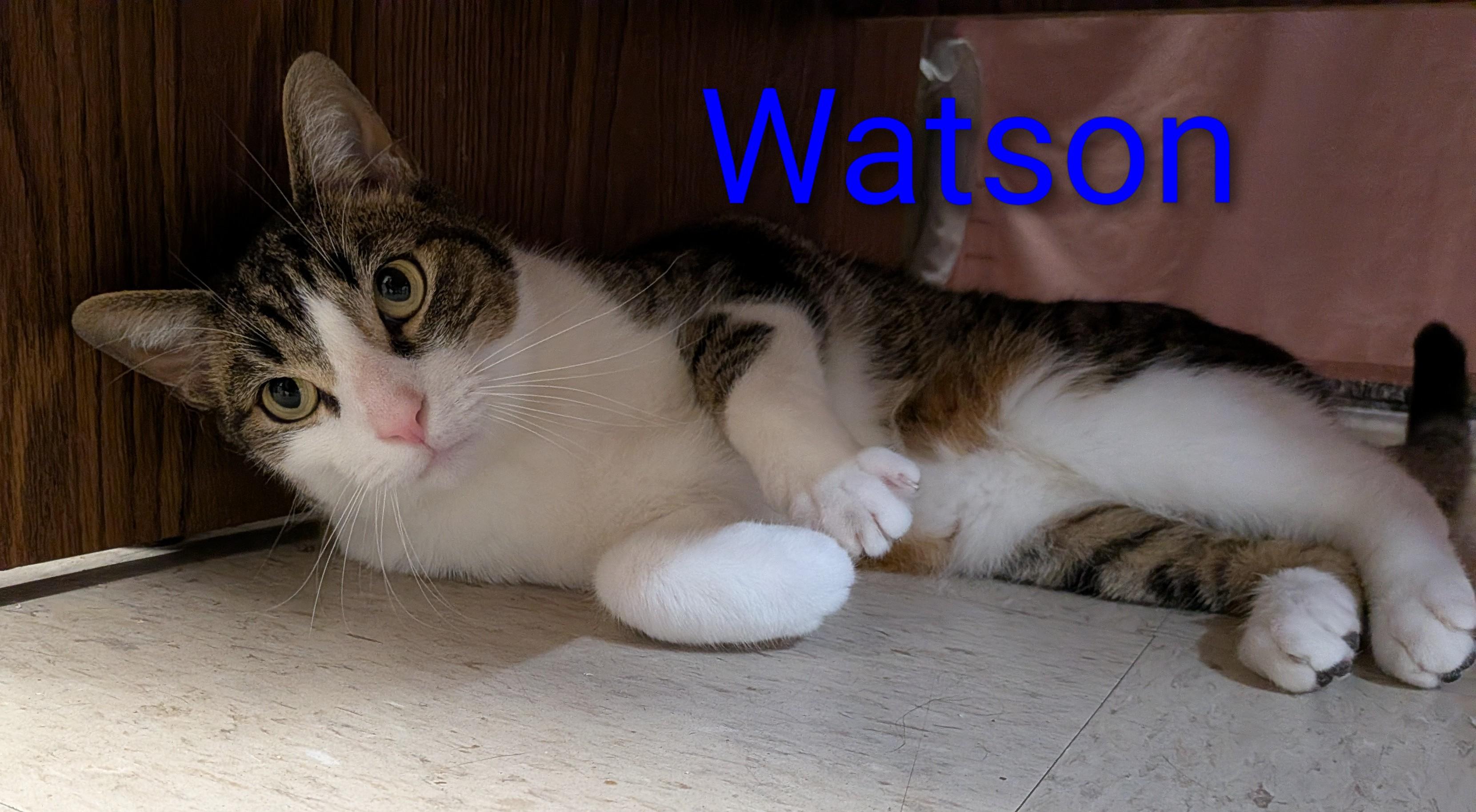 Enlarge Watson, a ADOPTABLE Tabby in Frederick, MD image 5/5