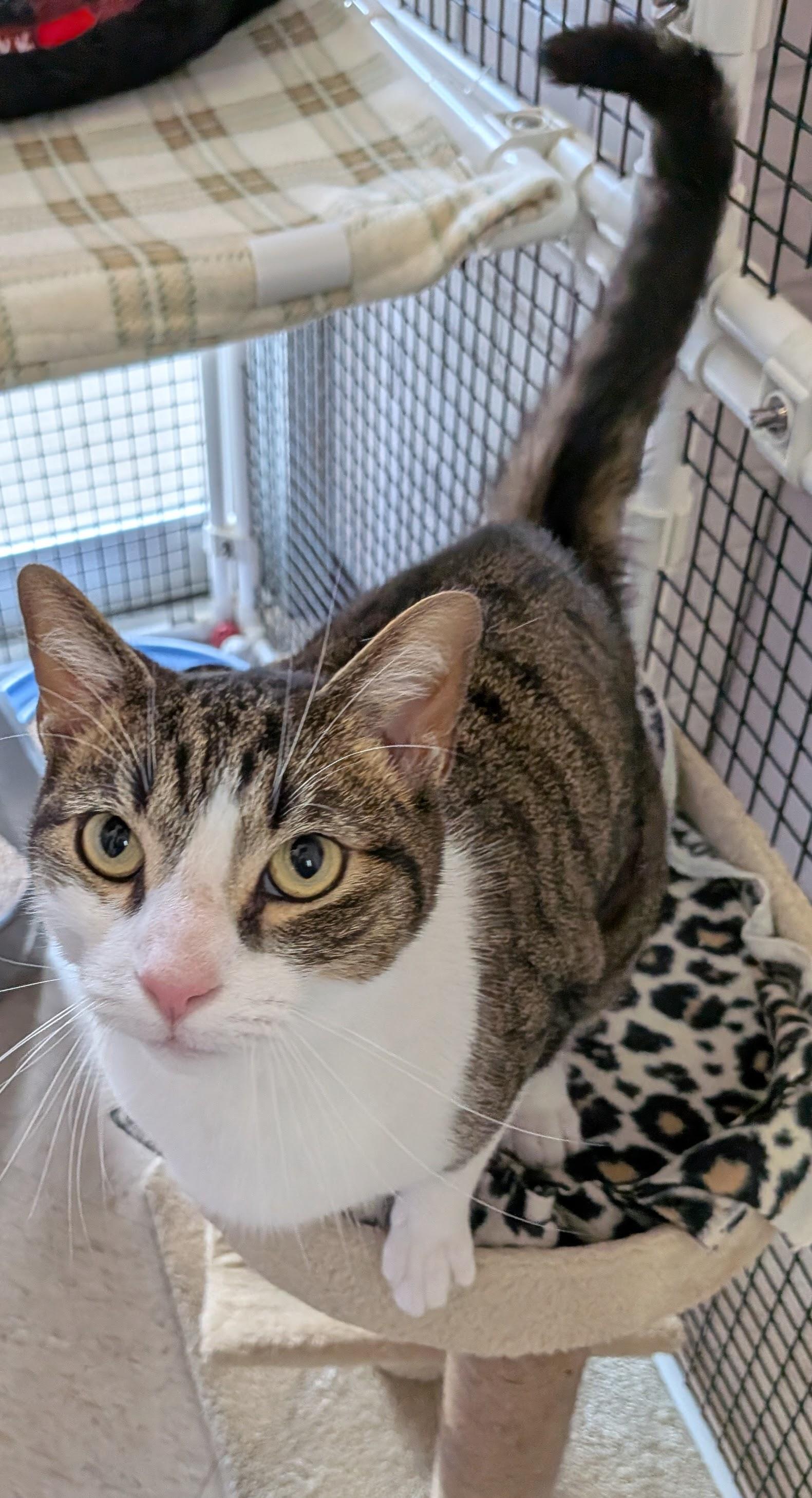 Enlarge Watson, a ADOPTABLE Tabby in Frederick, MD image 4/5