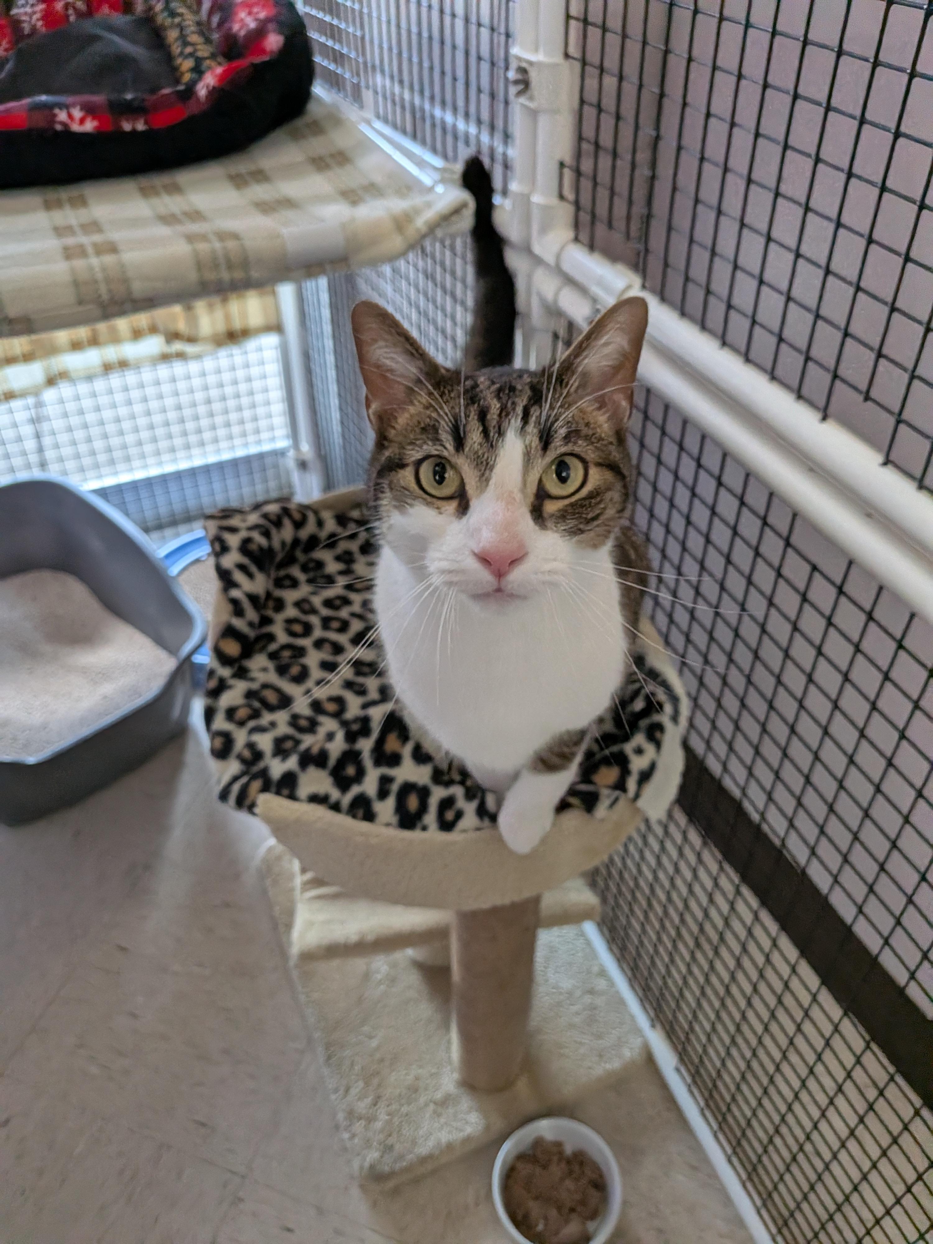 Enlarge Watson, a ADOPTABLE Tabby in Frederick, MD image 3/5