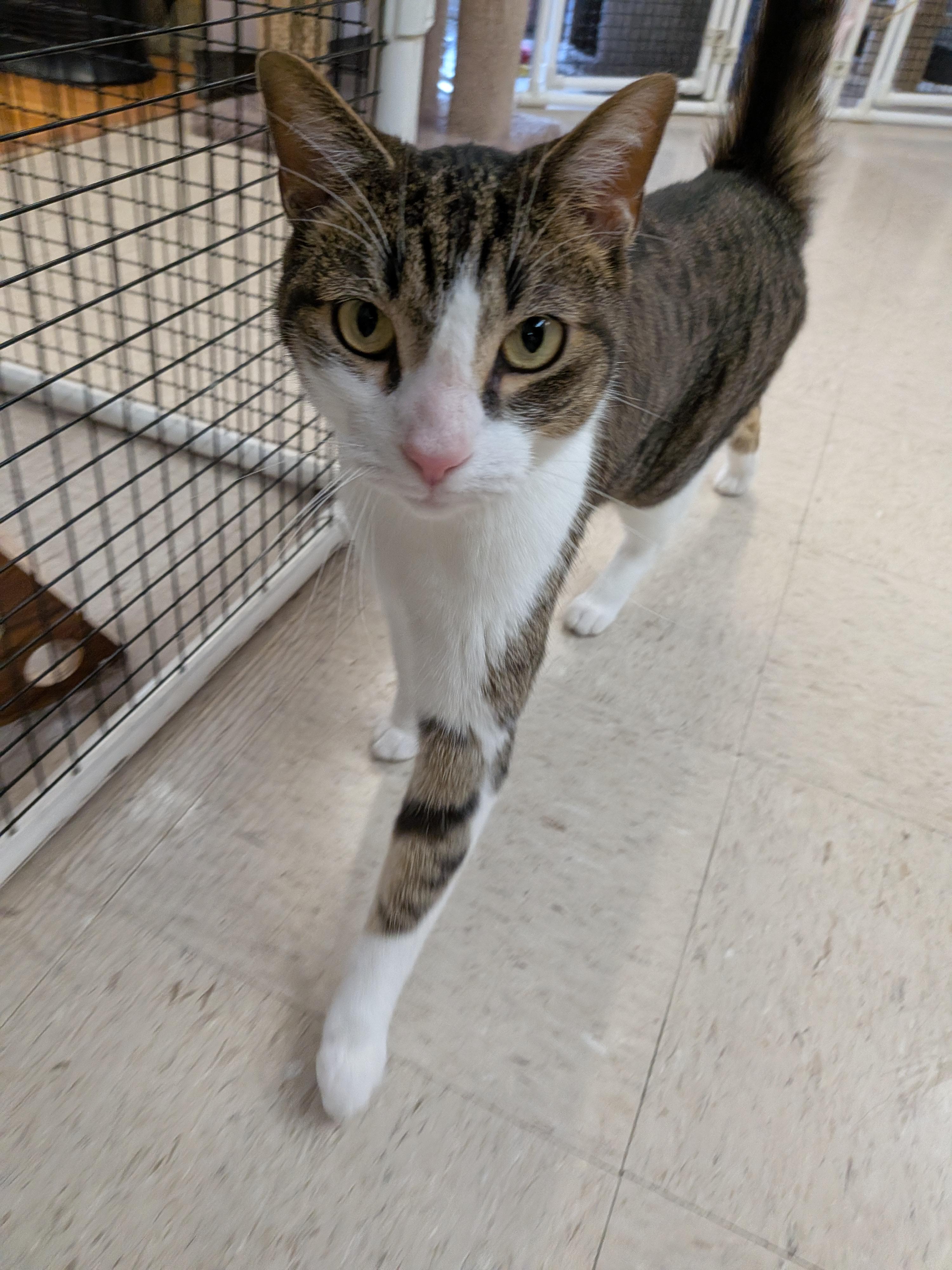 Enlarge Watson, a ADOPTABLE Tabby in Frederick, MD image 1/5