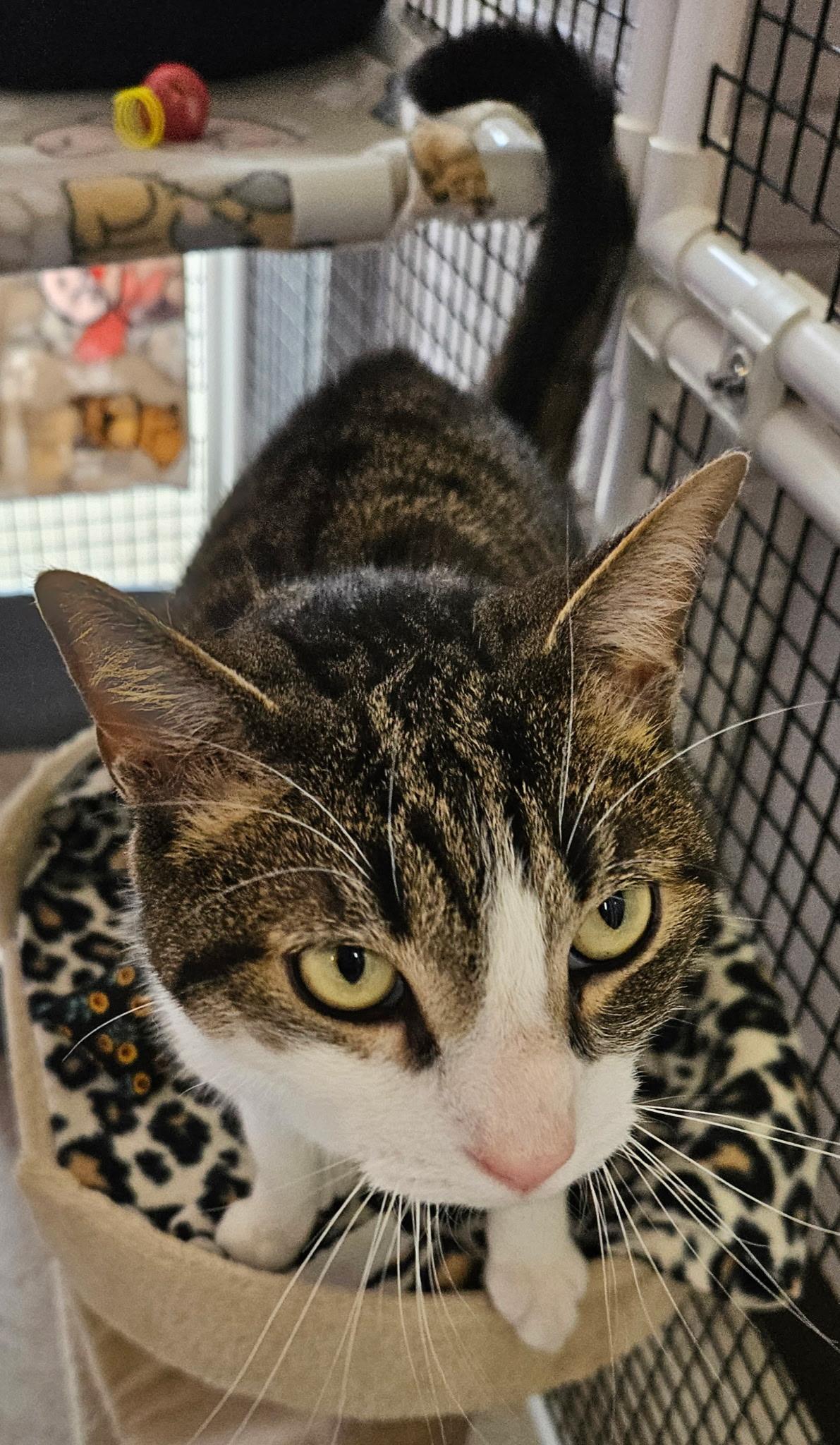 Enlarge Watson, a ADOPTABLE Tabby in Frederick, MD image 2/5