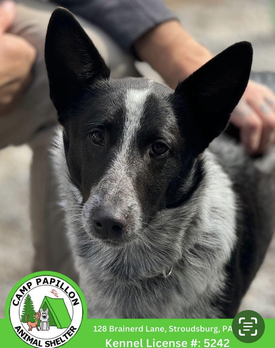 Enlarge Russell, a Adopted Australian Cattle Dog / Blue Heeler in Stroudsburg, PA image 1/1