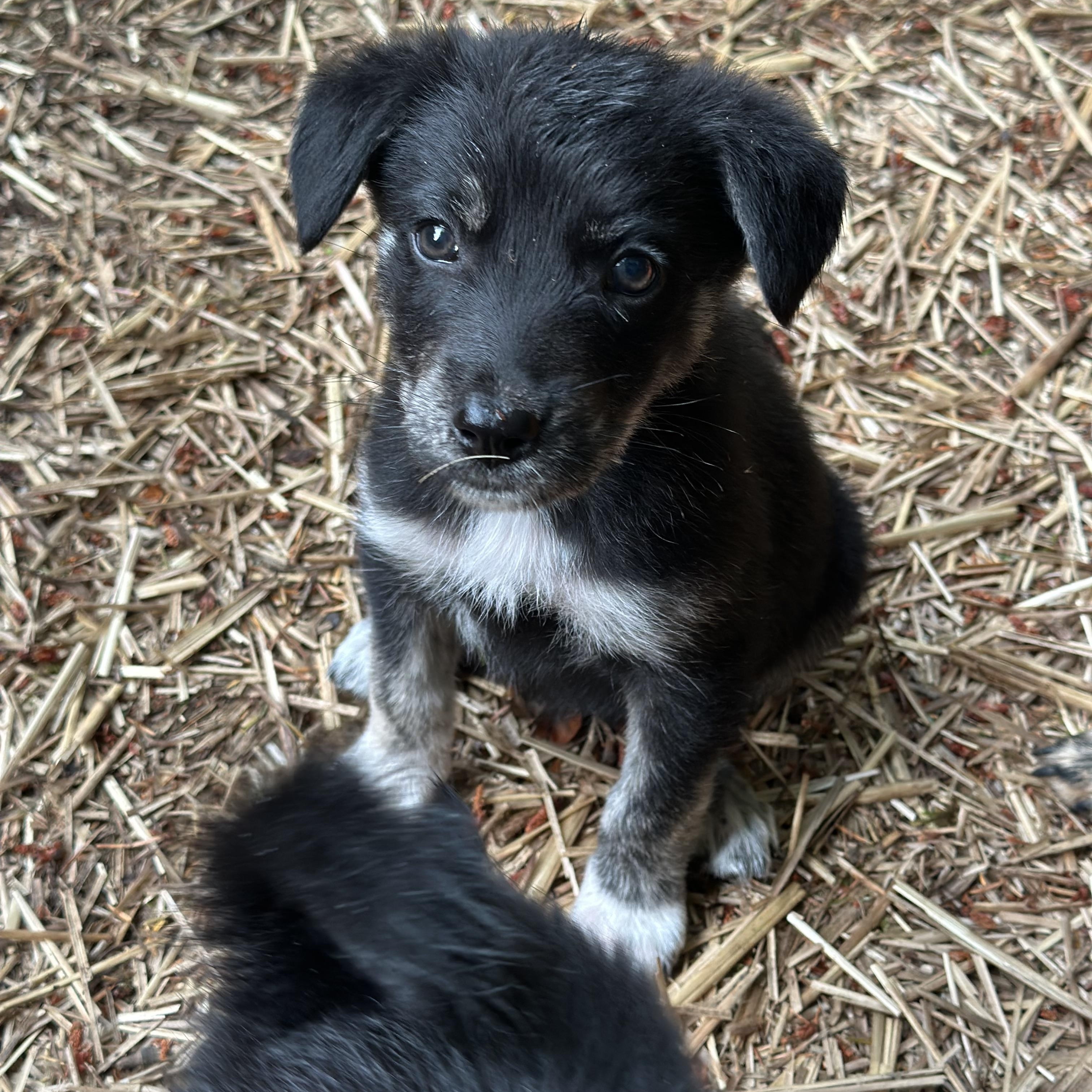 Nectar, Adopted, Puppy Female Australian Shepherd.