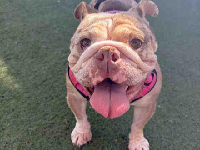 COCO, Adoptable, Adult Female English Bulldog & Mixed Breed.