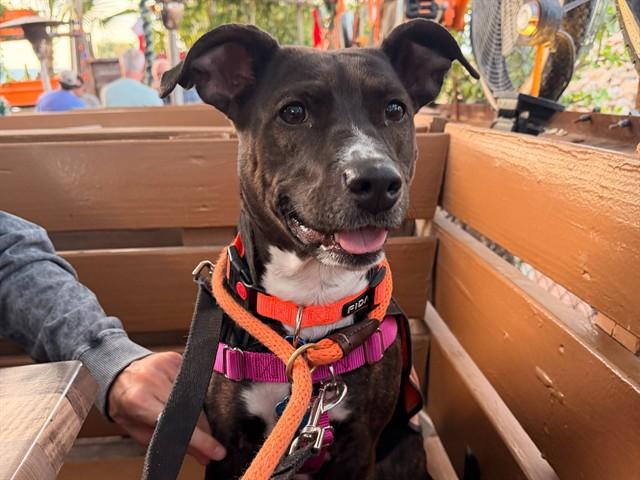 BAILEE, Adoptable, Adult Female Pit Bull Terrier & Mixed Breed.