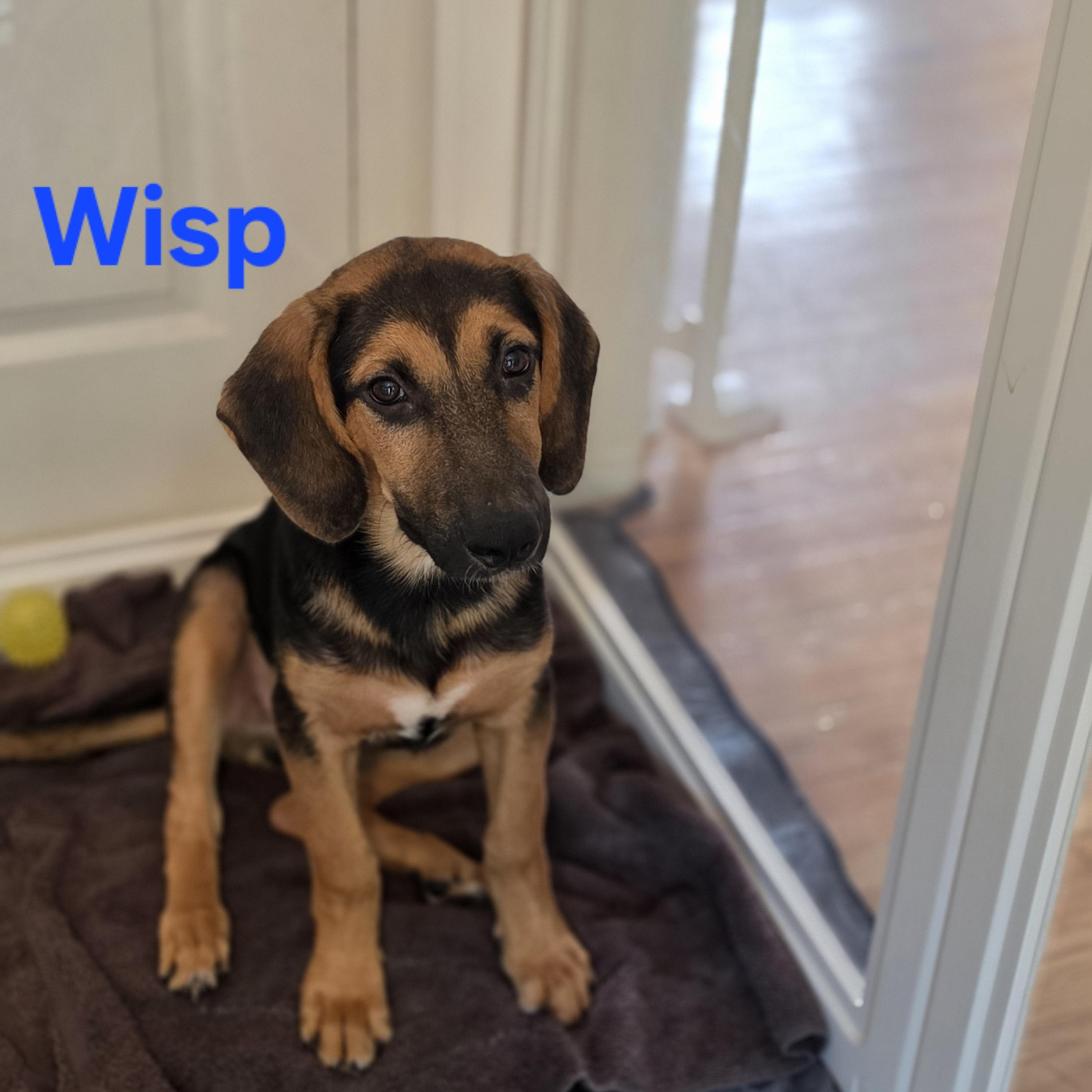 Enlarge Wisp, a Adoptable mixed breed in Blairstown, NJ image 1/4