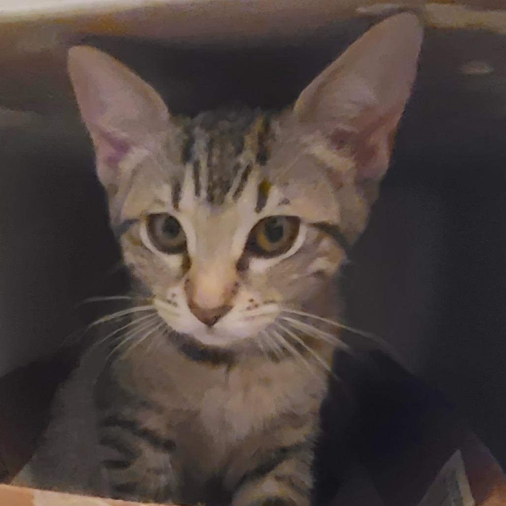 Enlarge Moxie, a Adoptable Domestic Short Hair in Long Beach, CA image 1/6