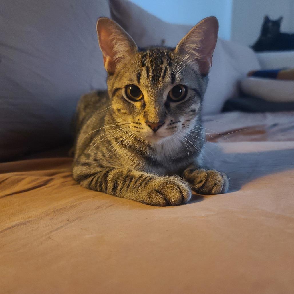 Enlarge Moxie, a Adoptable Domestic Short Hair in Long Beach, CA image 2/6
