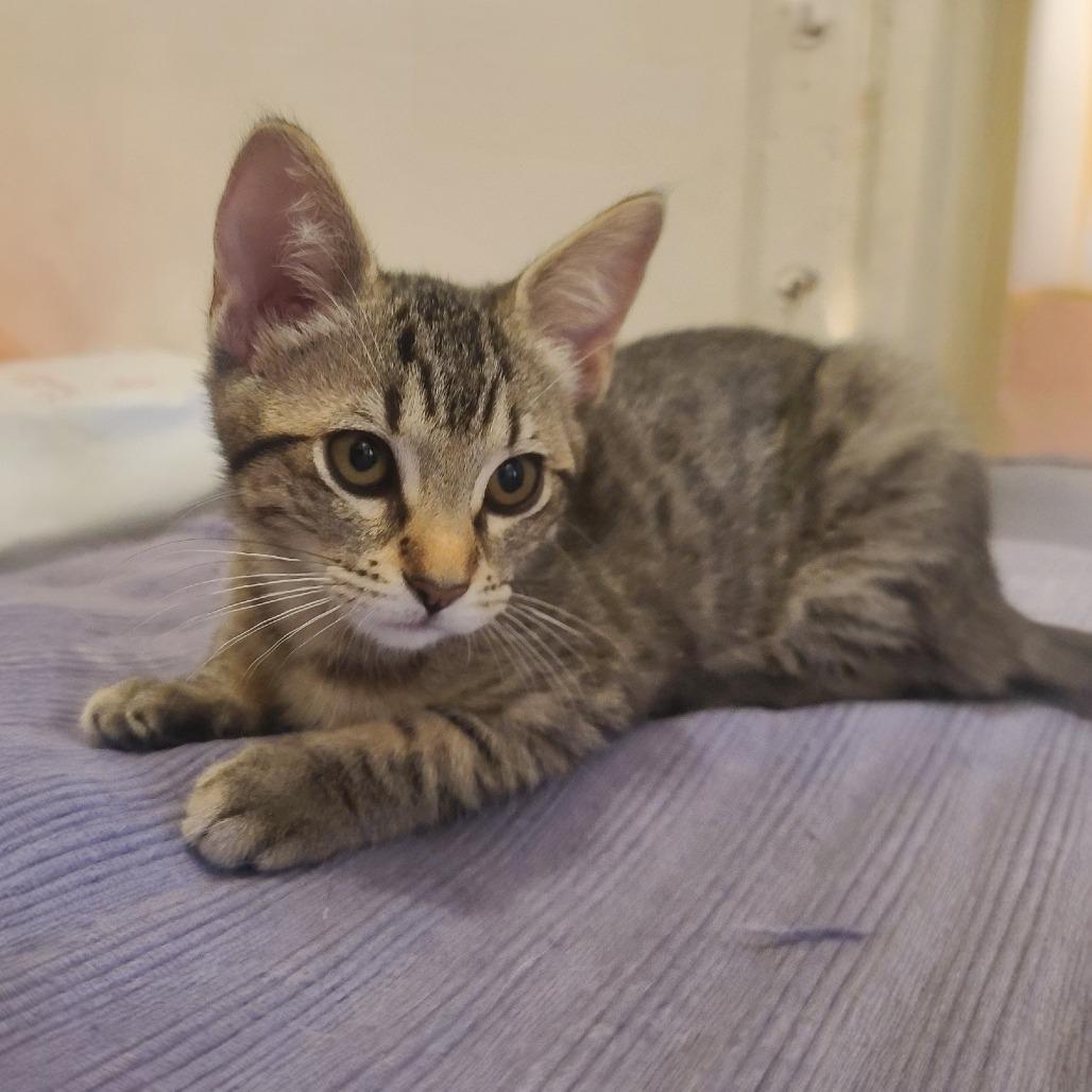 Enlarge Moxie, a Adoptable Domestic Short Hair in Long Beach, CA image 3/6
