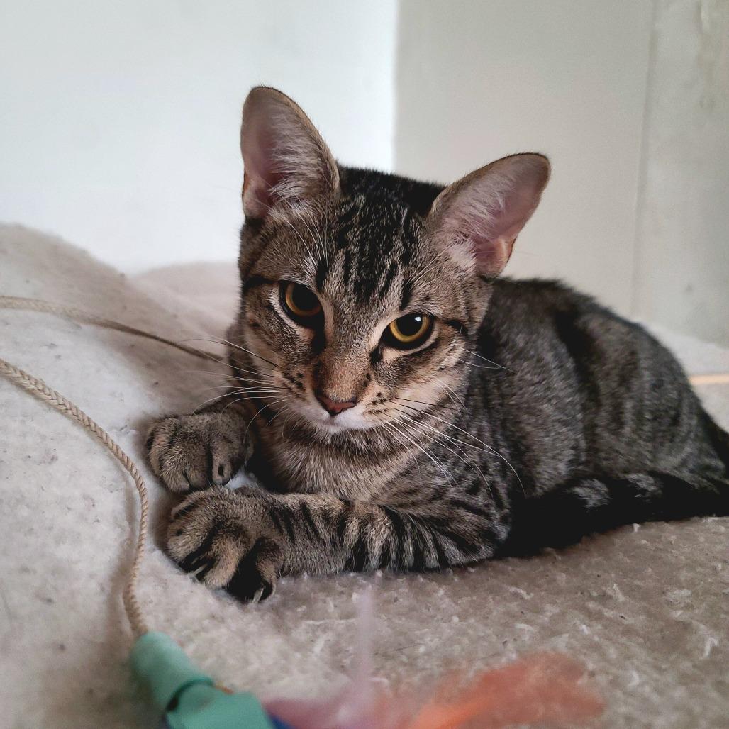Enlarge Moxie, a Adoptable Domestic Short Hair in Long Beach, CA image 4/6