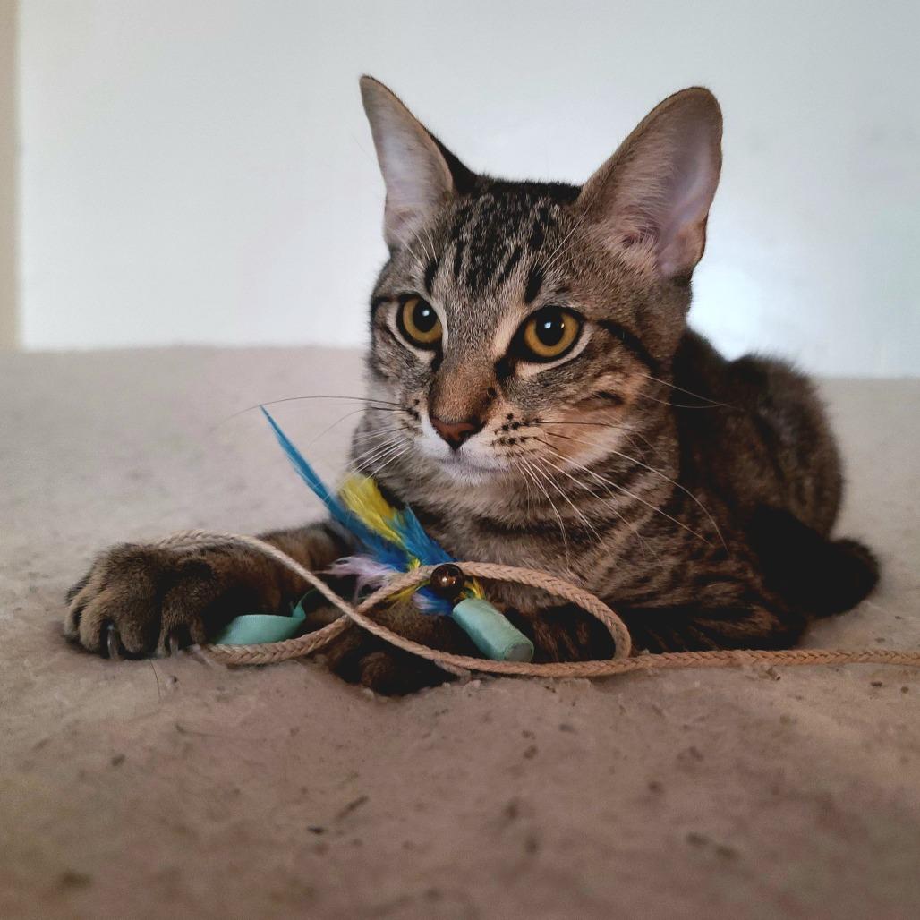 Enlarge Moxie, a Adoptable Domestic Short Hair in Long Beach, CA image 5/6