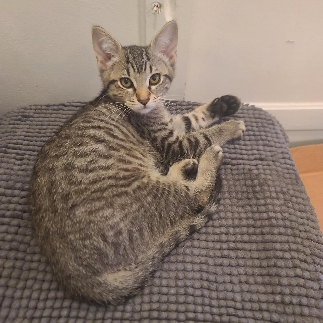 Enlarge Moxie, a Adoptable Domestic Short Hair in Long Beach, CA image 6/6