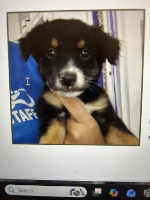 Enlarge Lorenzo, a Adoptable mixed breed in Jenkintown, PA image 1/1