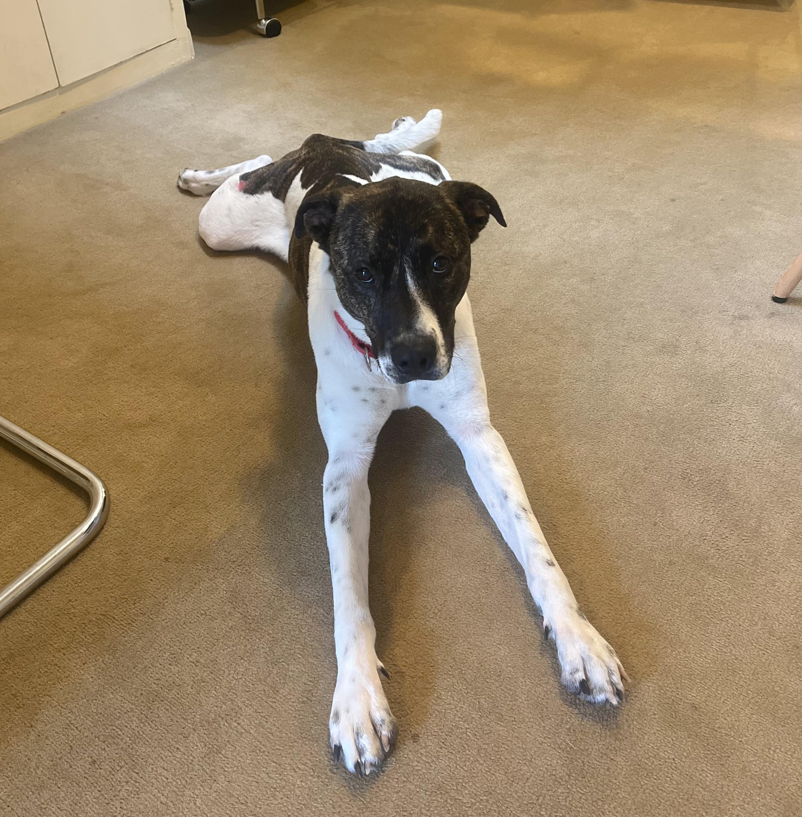 Penny — thumbnail 3