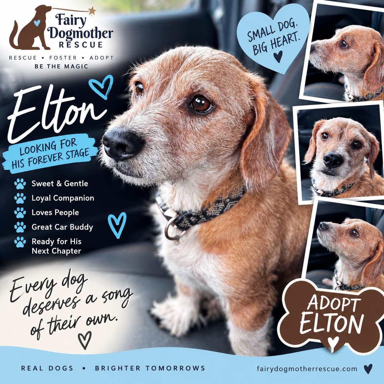 Enlarge Elton, a Adoptable mixed breed in Yukon, OK image 1/1