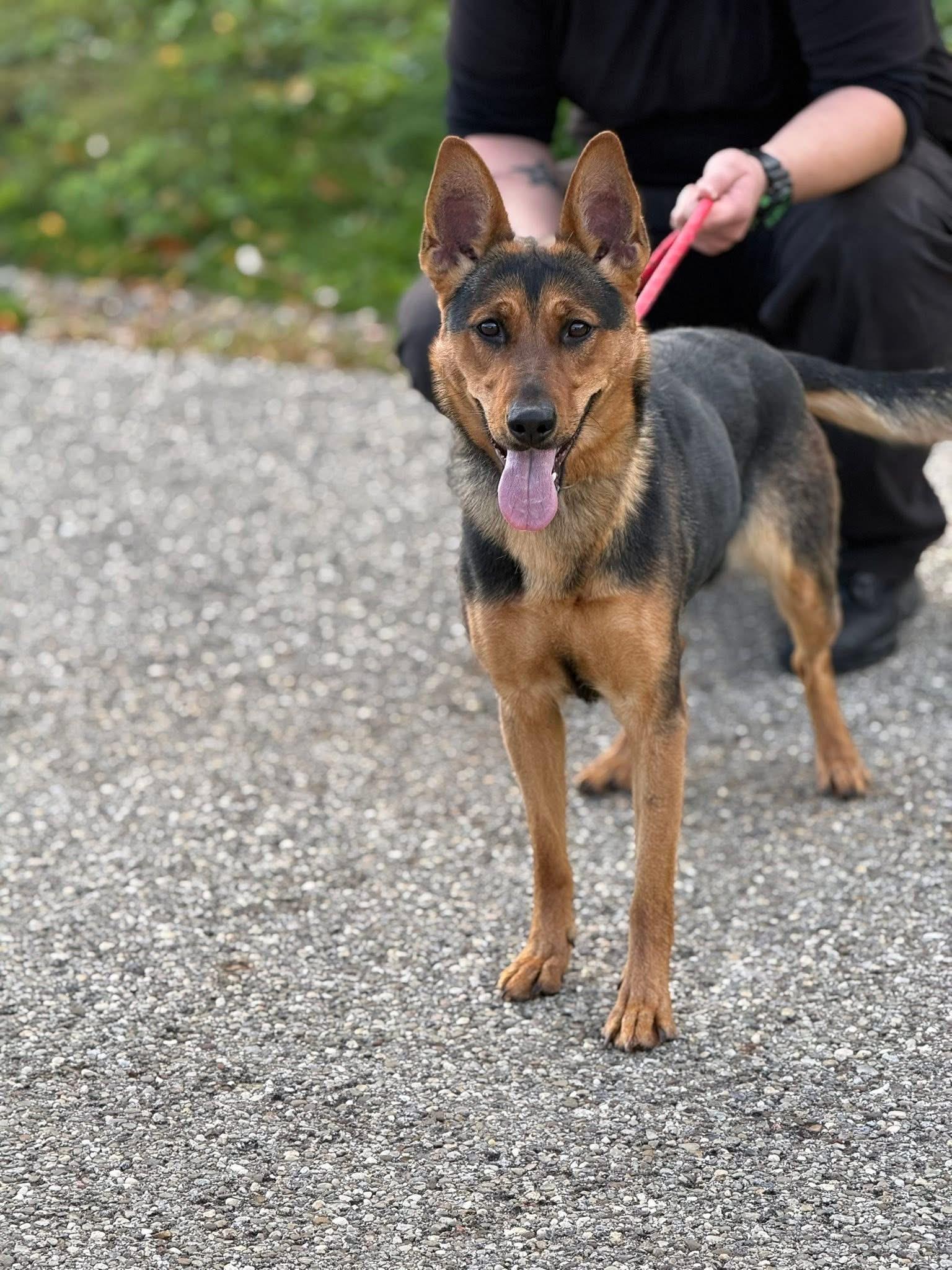 Enlarge Shelly, an adopted Shepherd in Youngstown, OH image 1/4