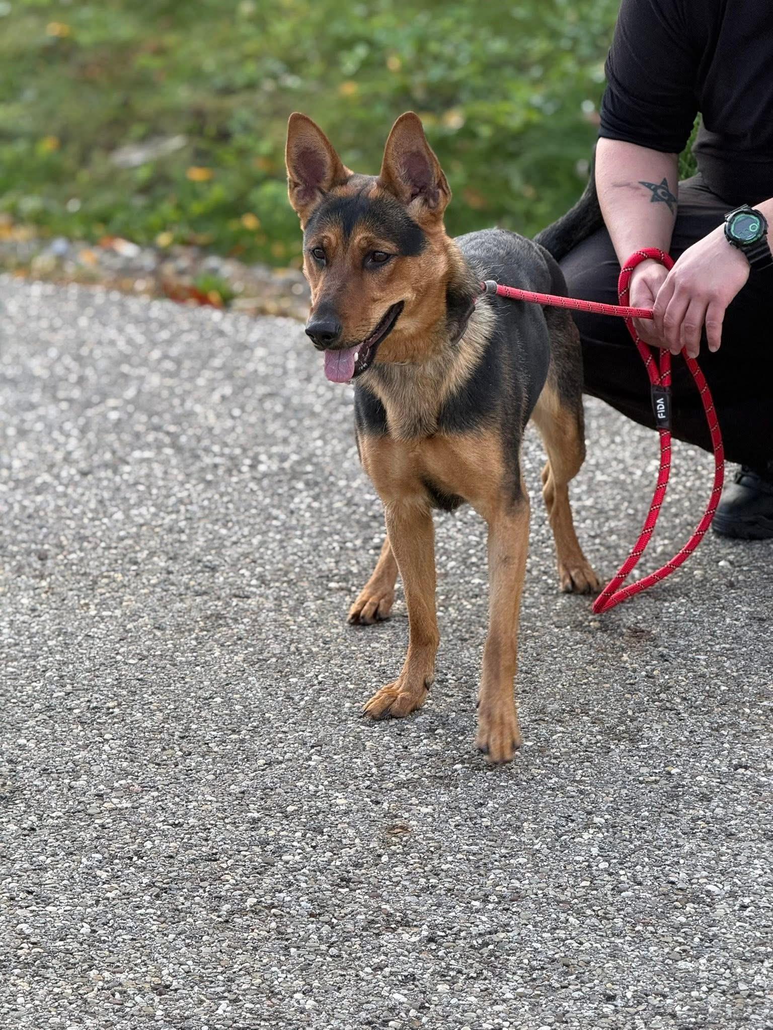 Enlarge Shelly, an adopted Shepherd in Youngstown, OH image 2/4