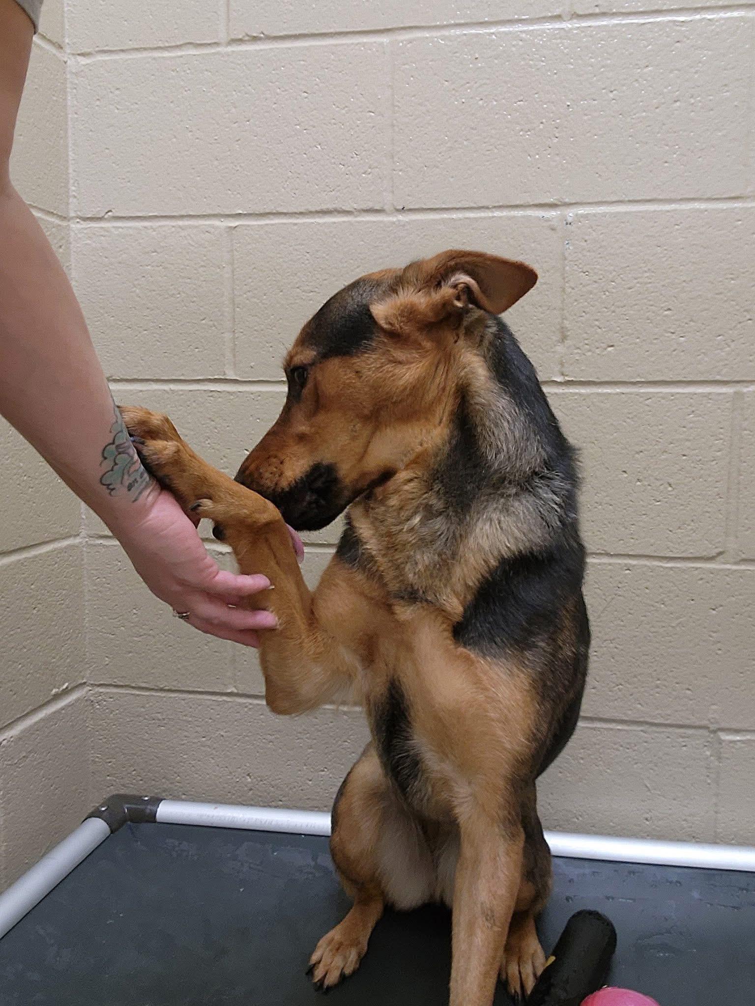 Enlarge Shelly, an adopted Shepherd in Youngstown, OH image 4/4