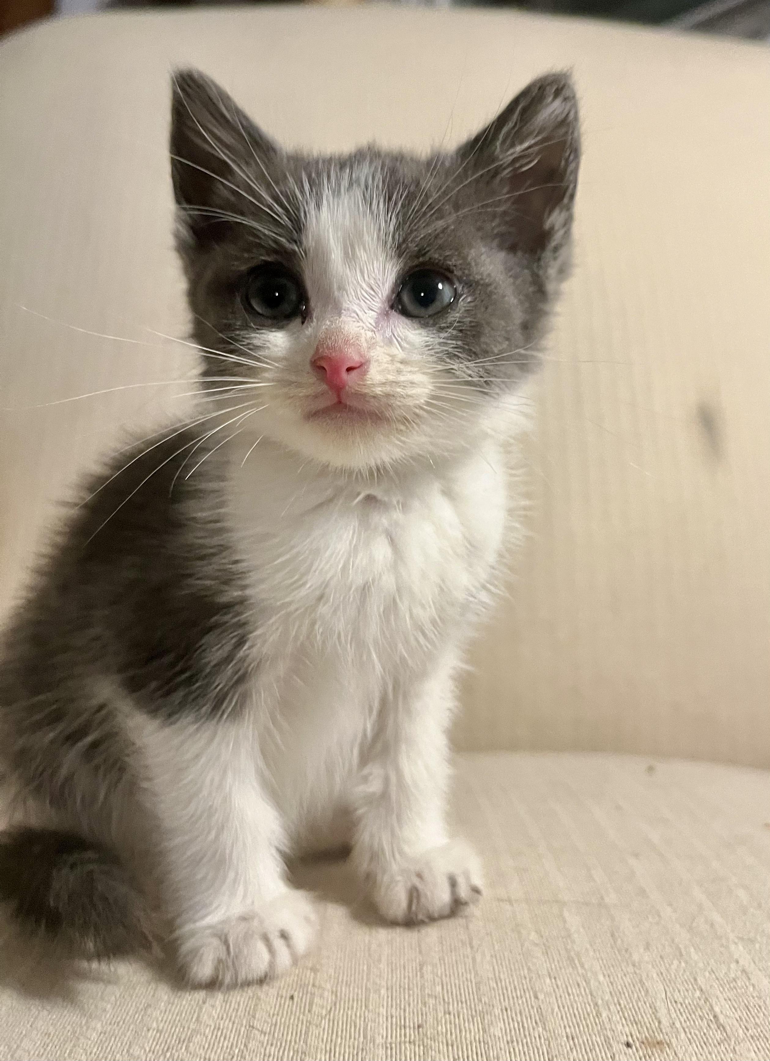 Enlarge The Quarry Litter, a Adoptable mixed breed in Bethel, CT image 2/6