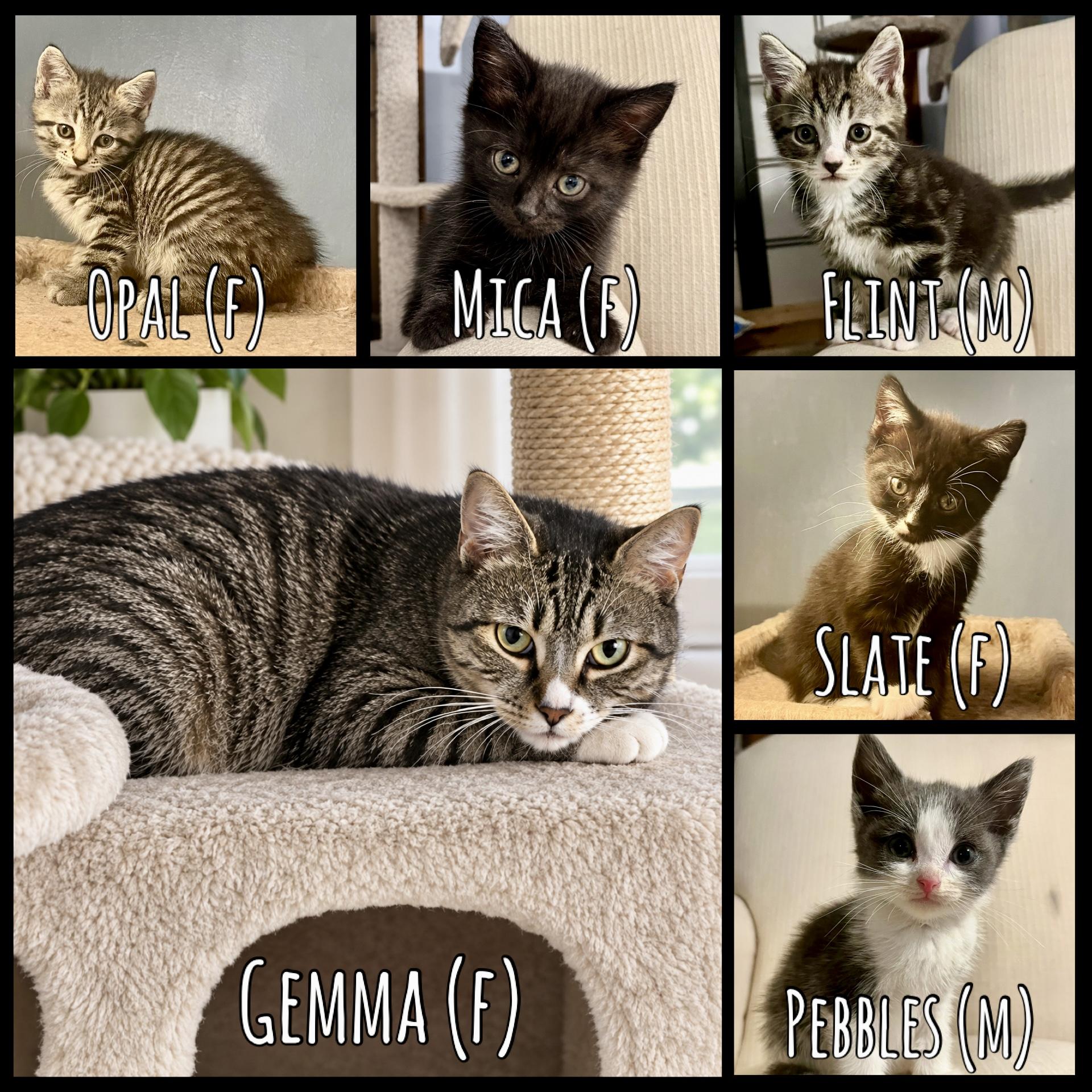 Enlarge The Quarry Litter, a Adoptable mixed breed in Bethel, CT image 1/6