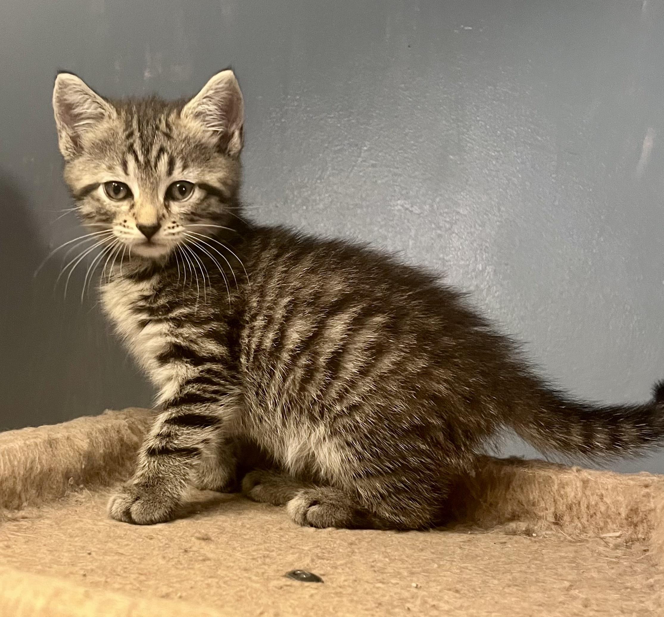 Enlarge The Quarry Litter, a Adoptable mixed breed in Bethel, CT image 3/6