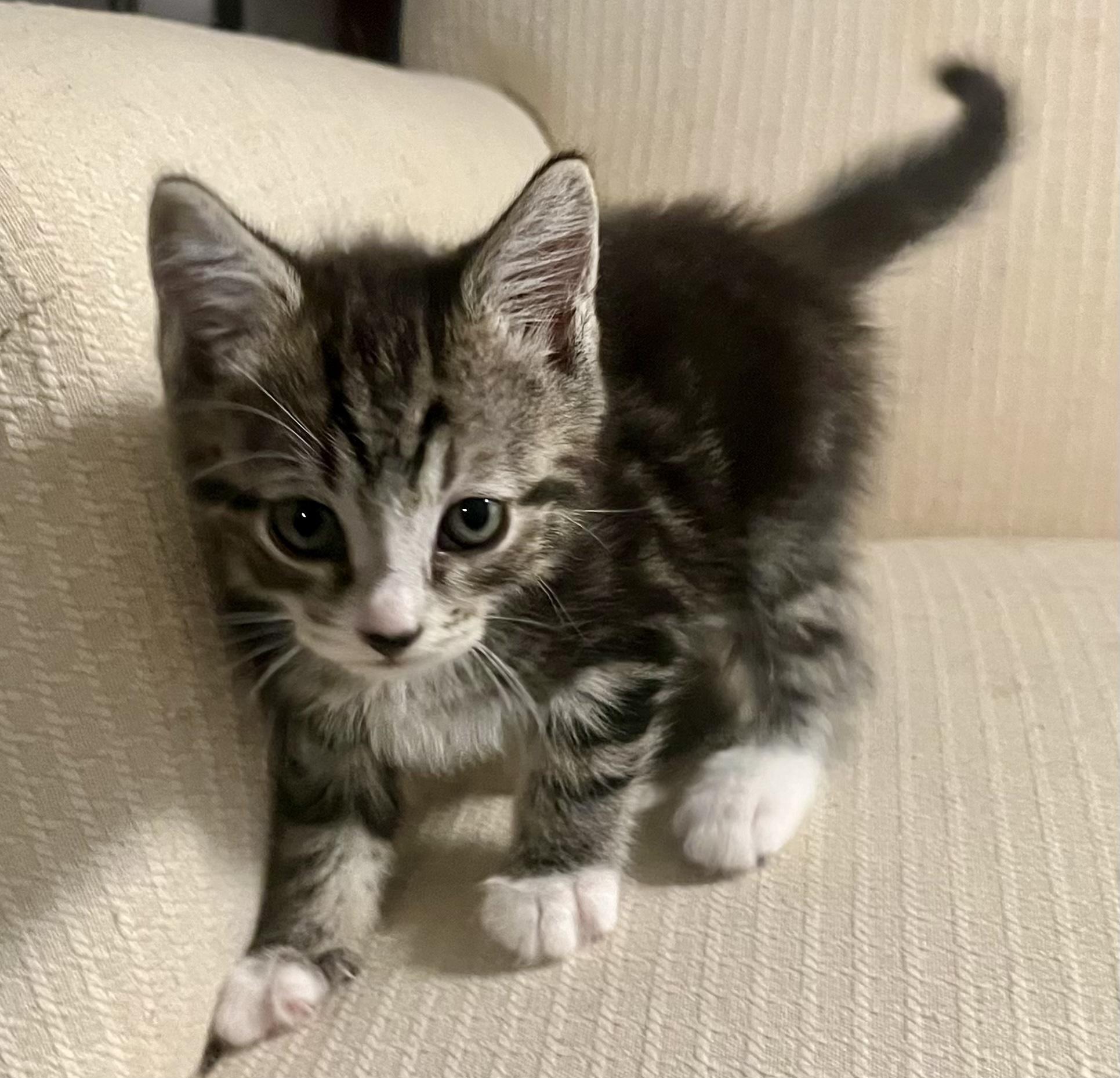 Enlarge The Quarry Litter, a Adoptable mixed breed in Bethel, CT image 5/6