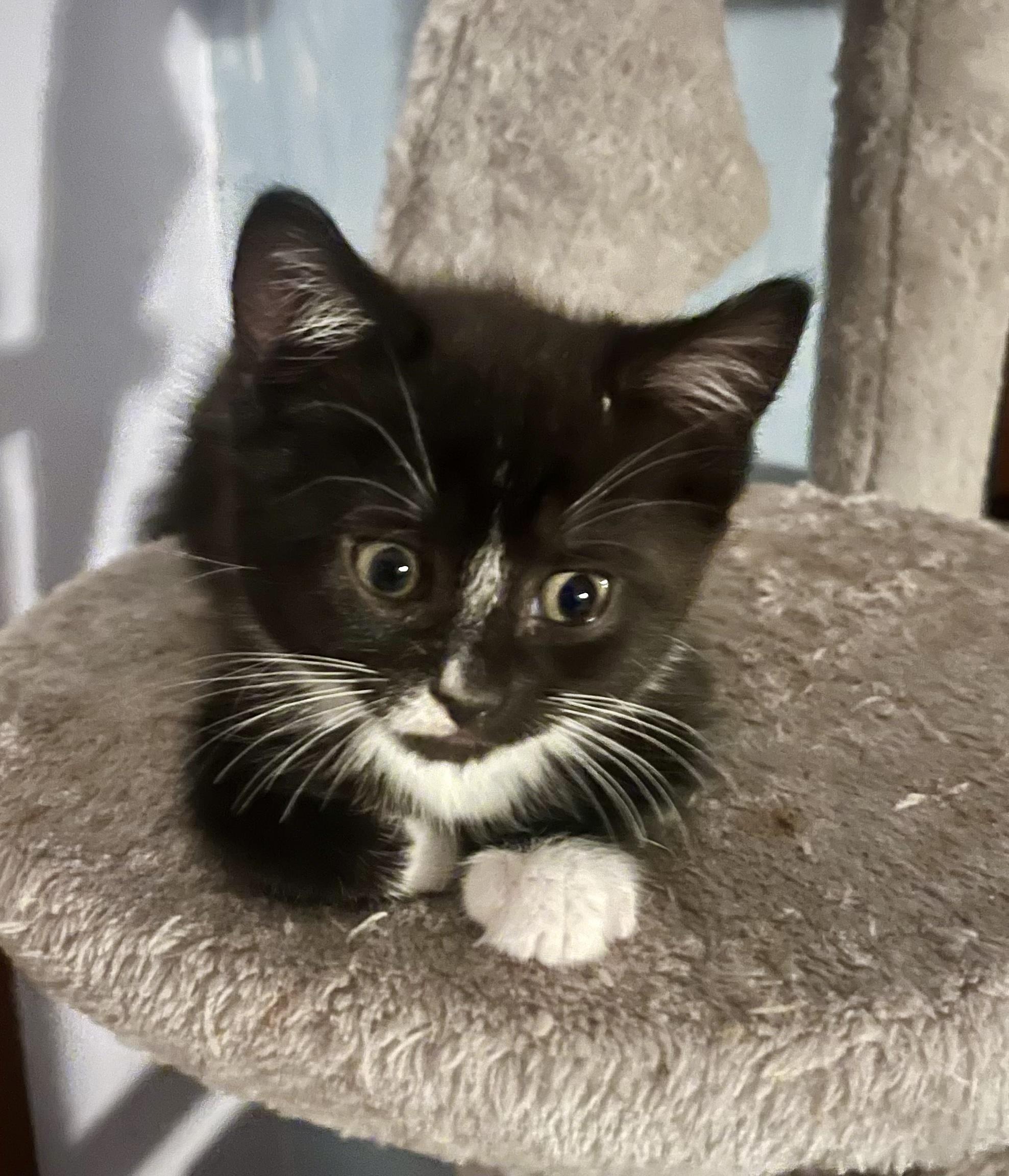 Enlarge The Quarry Litter, a Adoptable mixed breed in Bethel, CT image 6/6