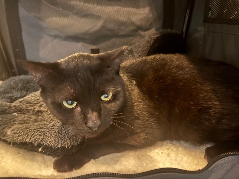 Enlarge Teeny, a Adoptable Domestic Short Hair in Grand Rapids, MI image 1/1