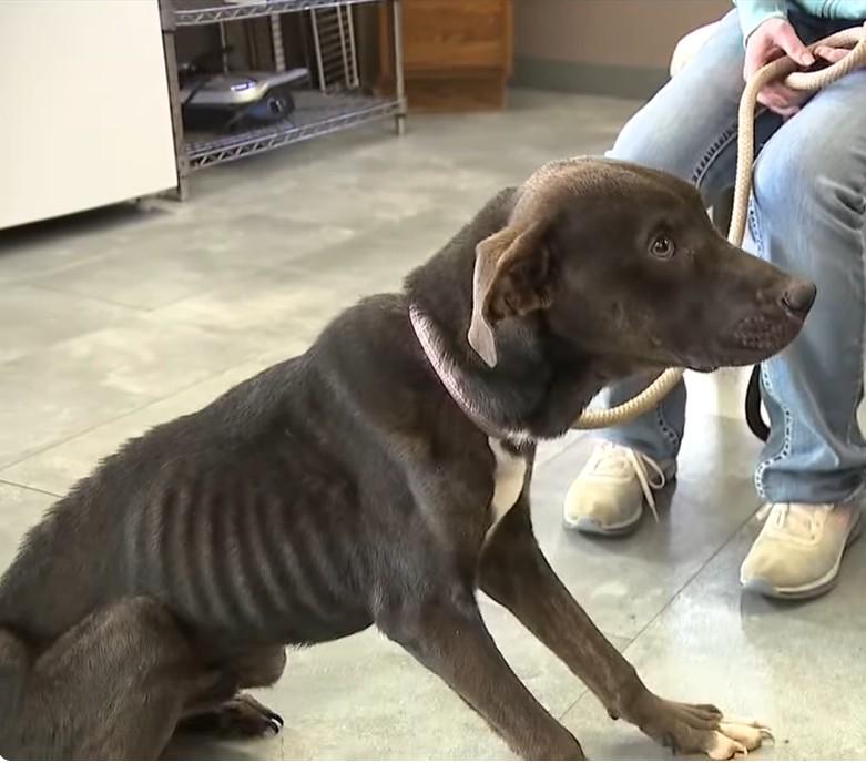 Enlarge Random, an adopted mixed breed in Lisbon, OH image 3/6