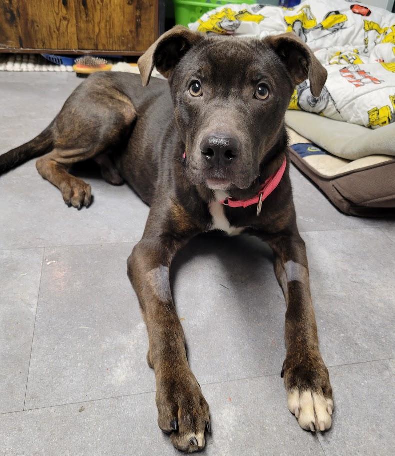 Enlarge Random, an adopted mixed breed in Lisbon, OH image 2/6