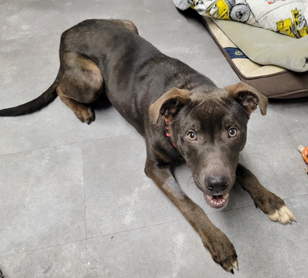 Enlarge Random, an adopted mixed breed in Lisbon, OH image 5/6