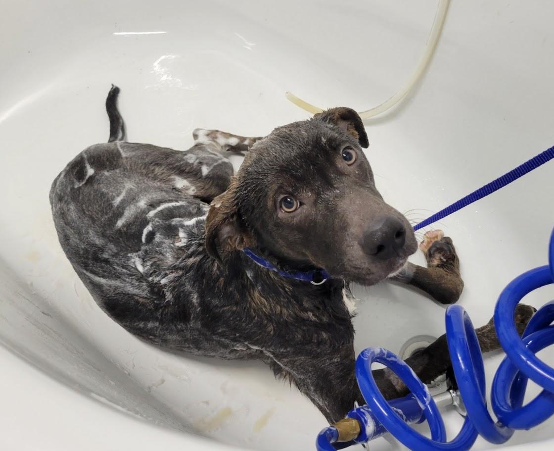 Enlarge Random, an adopted mixed breed in Lisbon, OH image 4/6