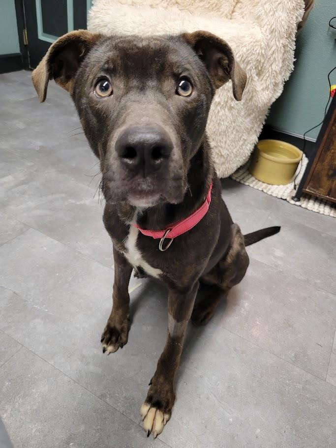 Enlarge Random, an adopted mixed breed in Lisbon, OH image 1/6