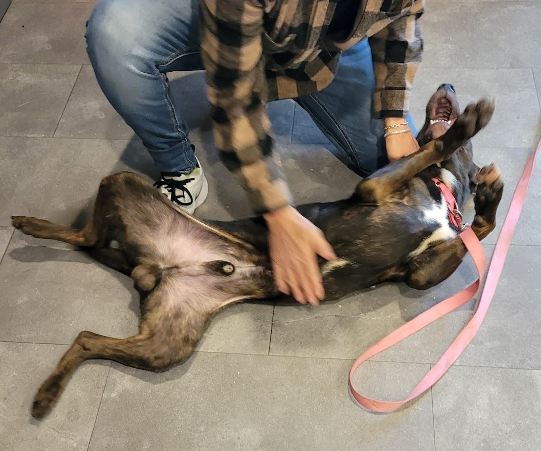 Enlarge Random, an adopted mixed breed in Lisbon, OH image 6/6