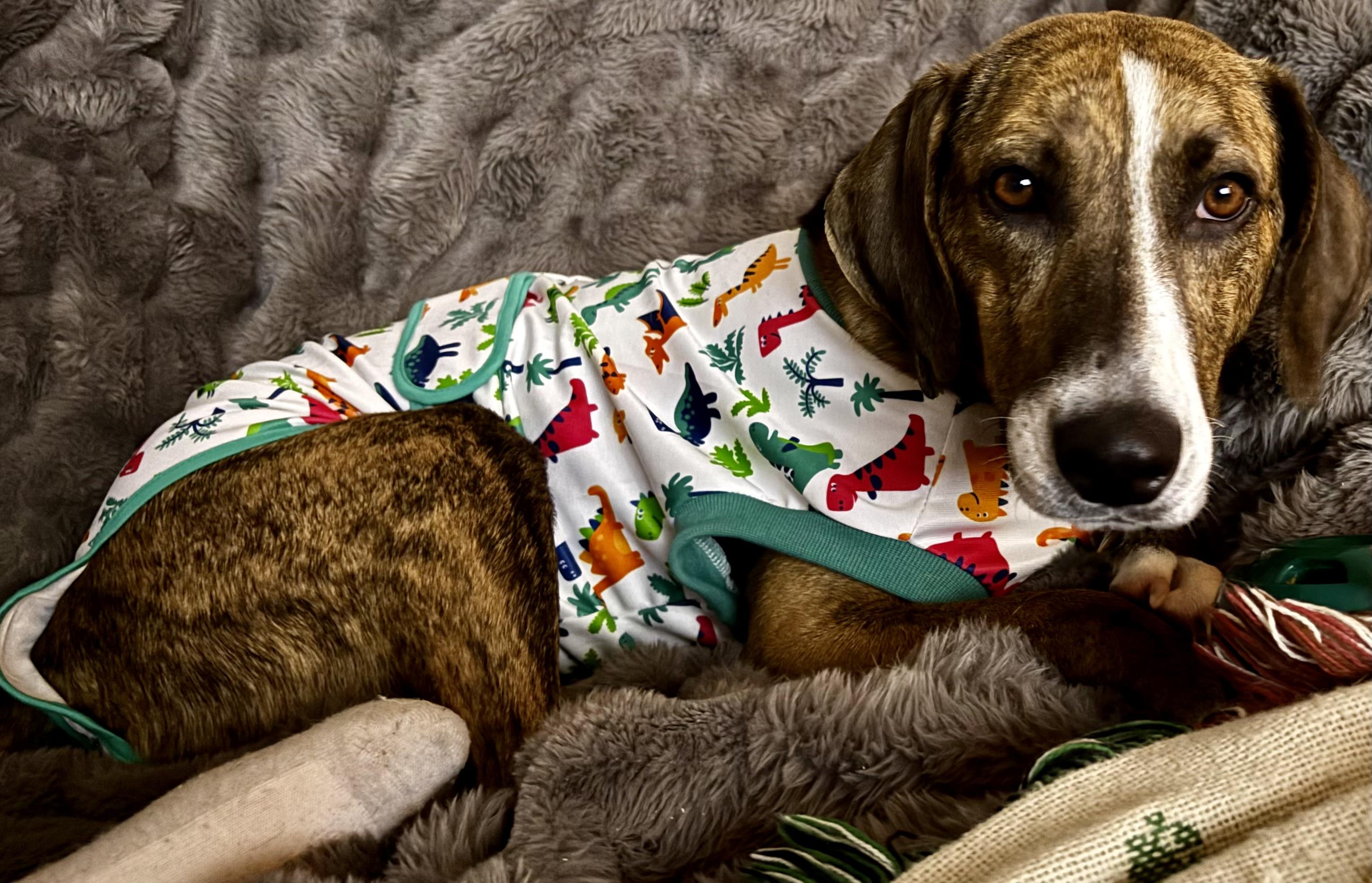 Enlarge Belle, an adopted mixed breed in Baltimore , MD image 2/6
