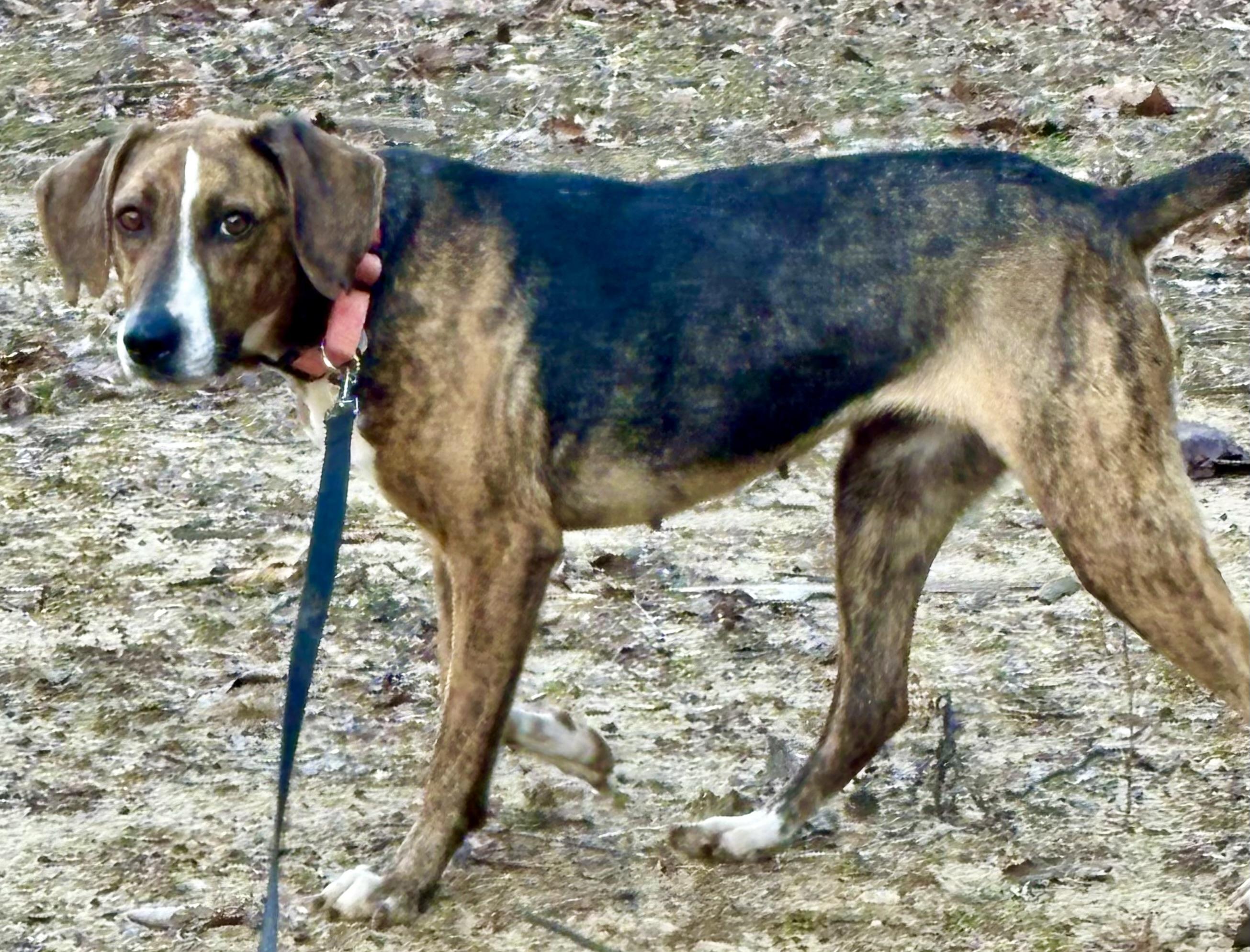 Enlarge Belle, an adopted mixed breed in Baltimore , MD image 3/6