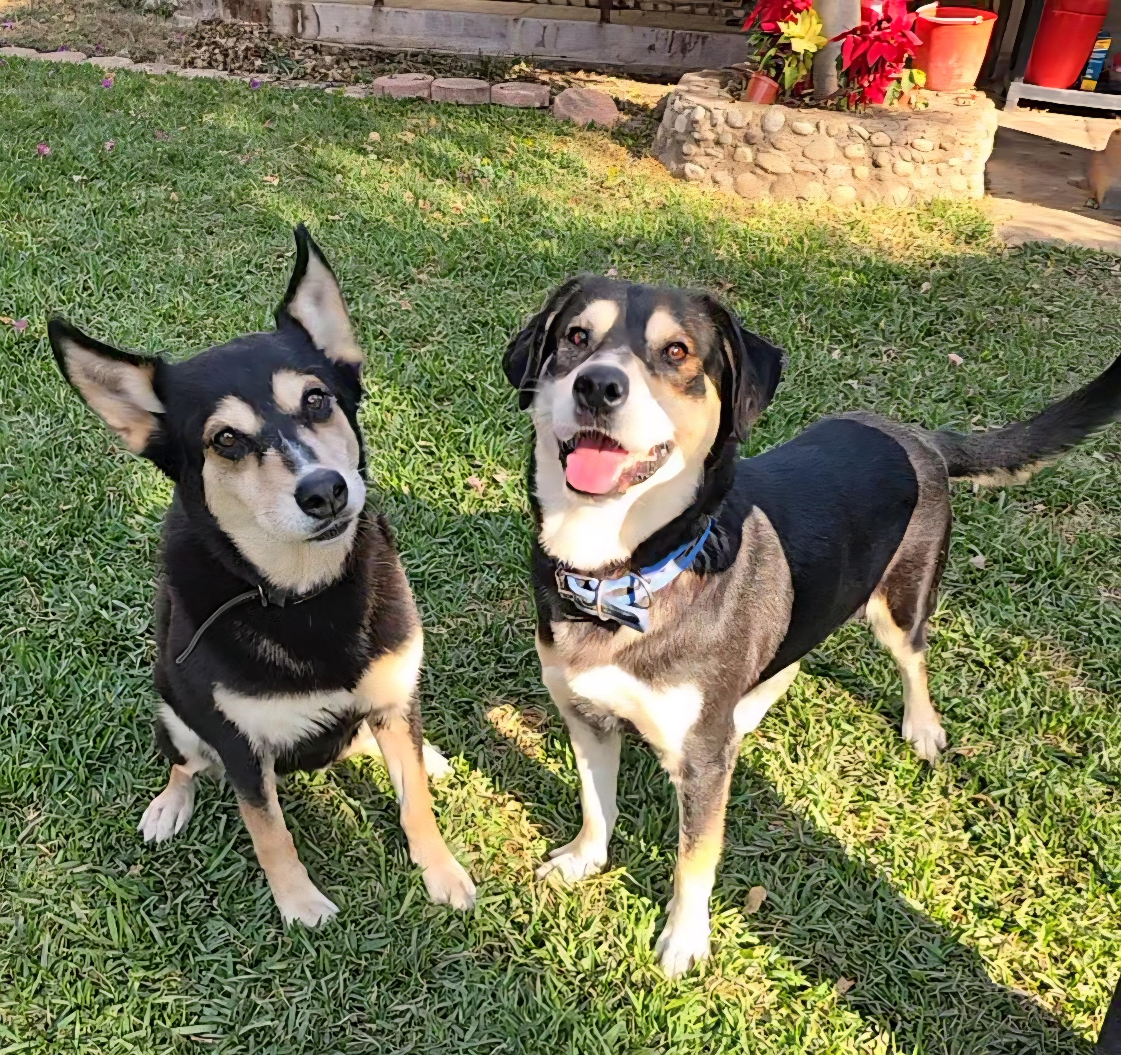 Ivan, Adoptable, Adult Male Husky & Labrador Retriever.