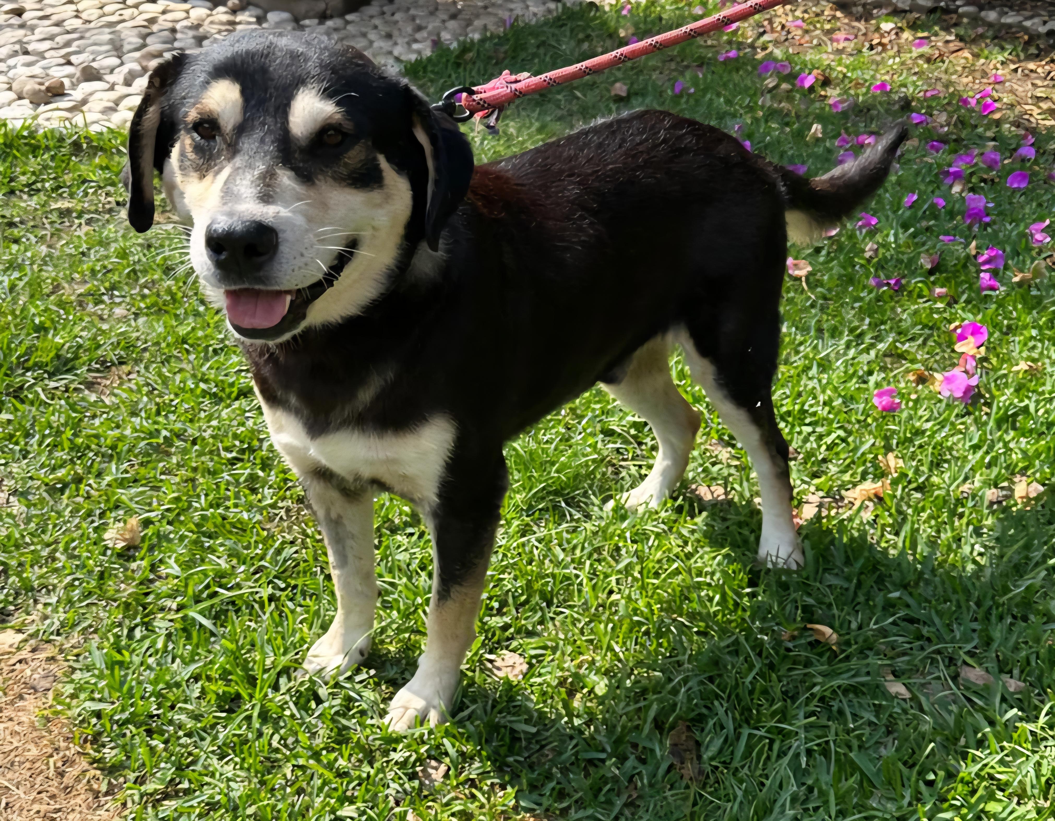 Enlarge Ivan, a Adoptable mixed breed in San Francisco, CA image 1/2