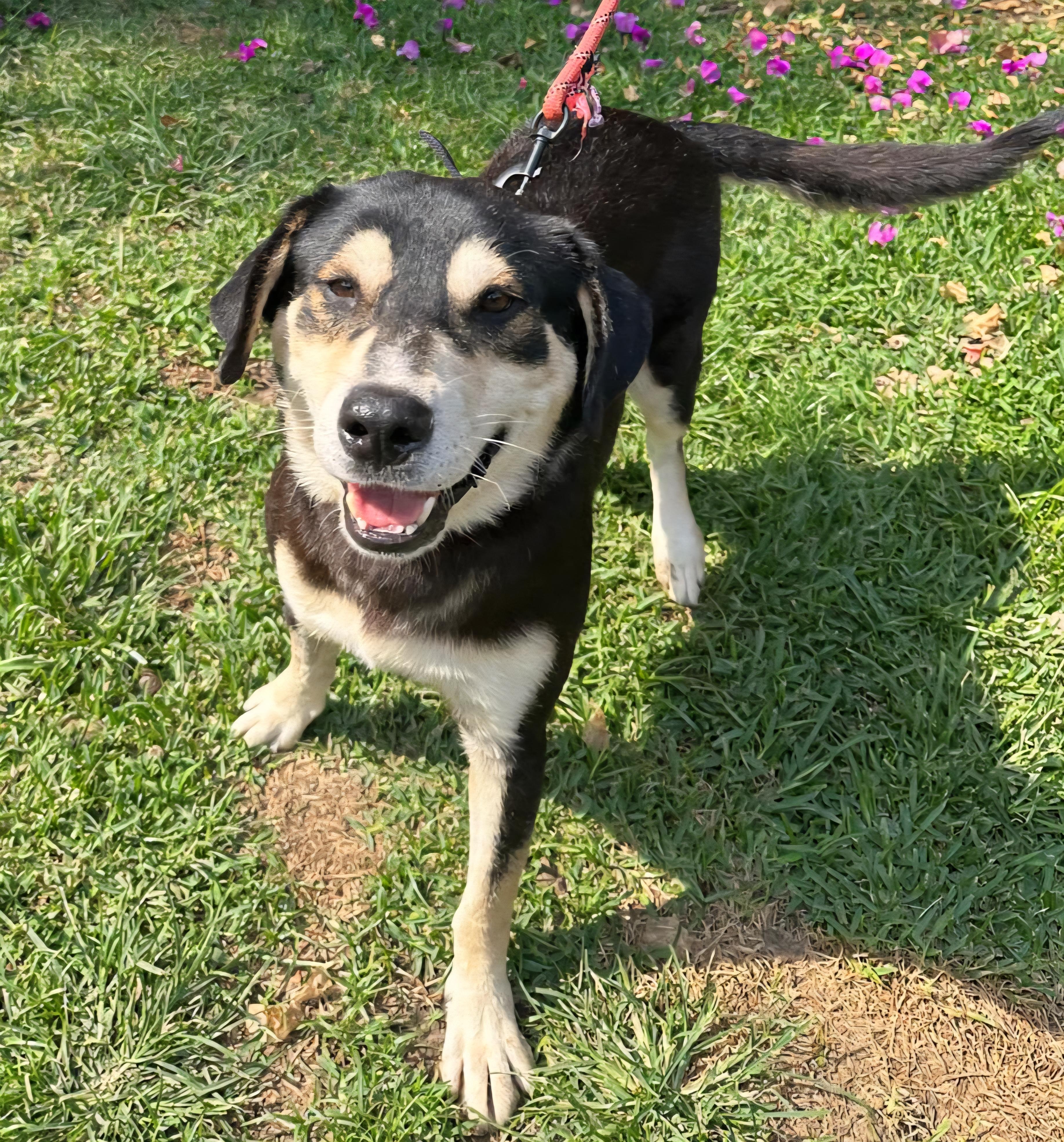 Enlarge Ivan, a Adoptable mixed breed in San Francisco, CA image 2/2