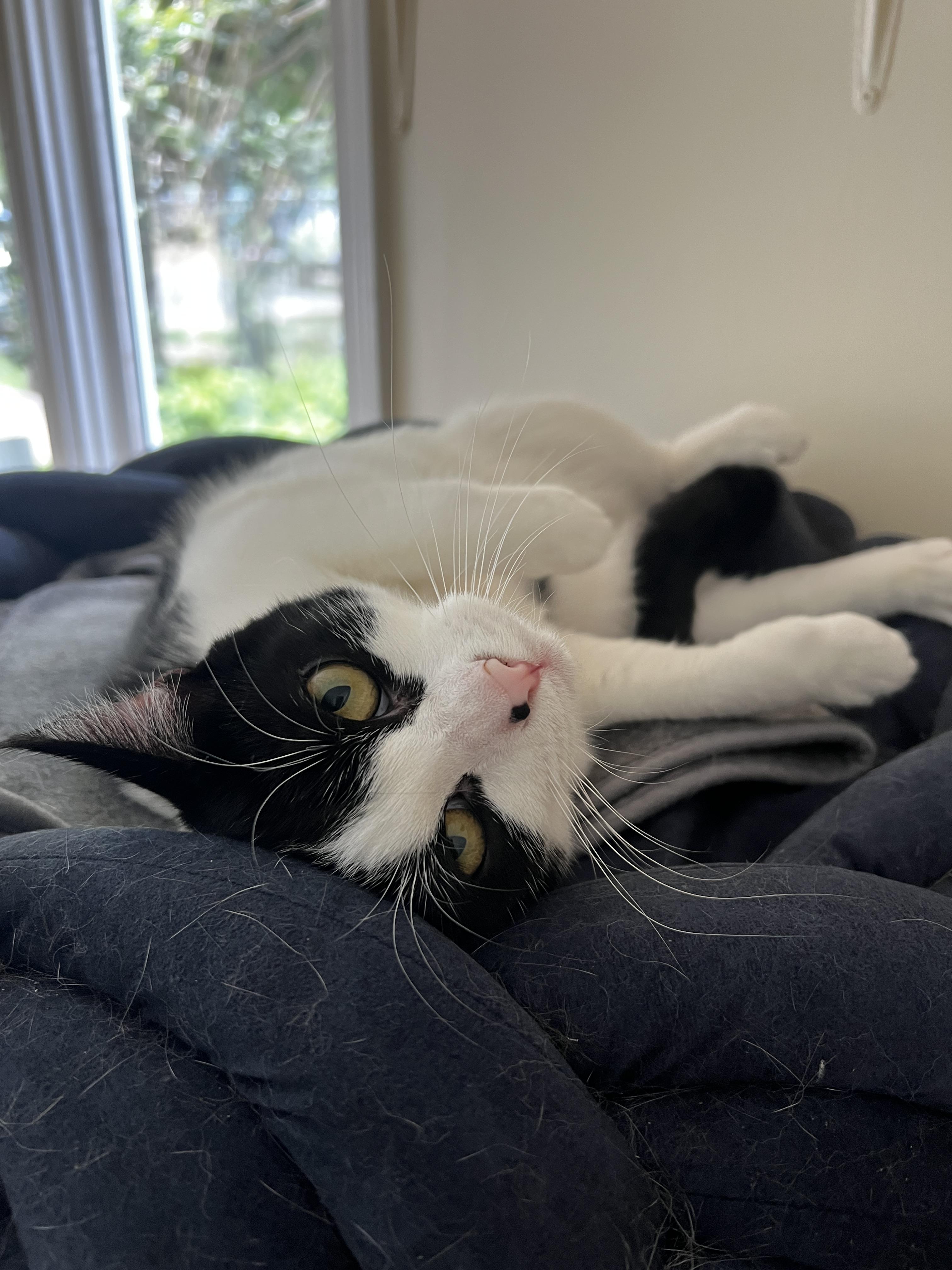 Enlarge KoKo, a Adoptable Tuxedo in Sautee Nacoochee, GA image 5/6
