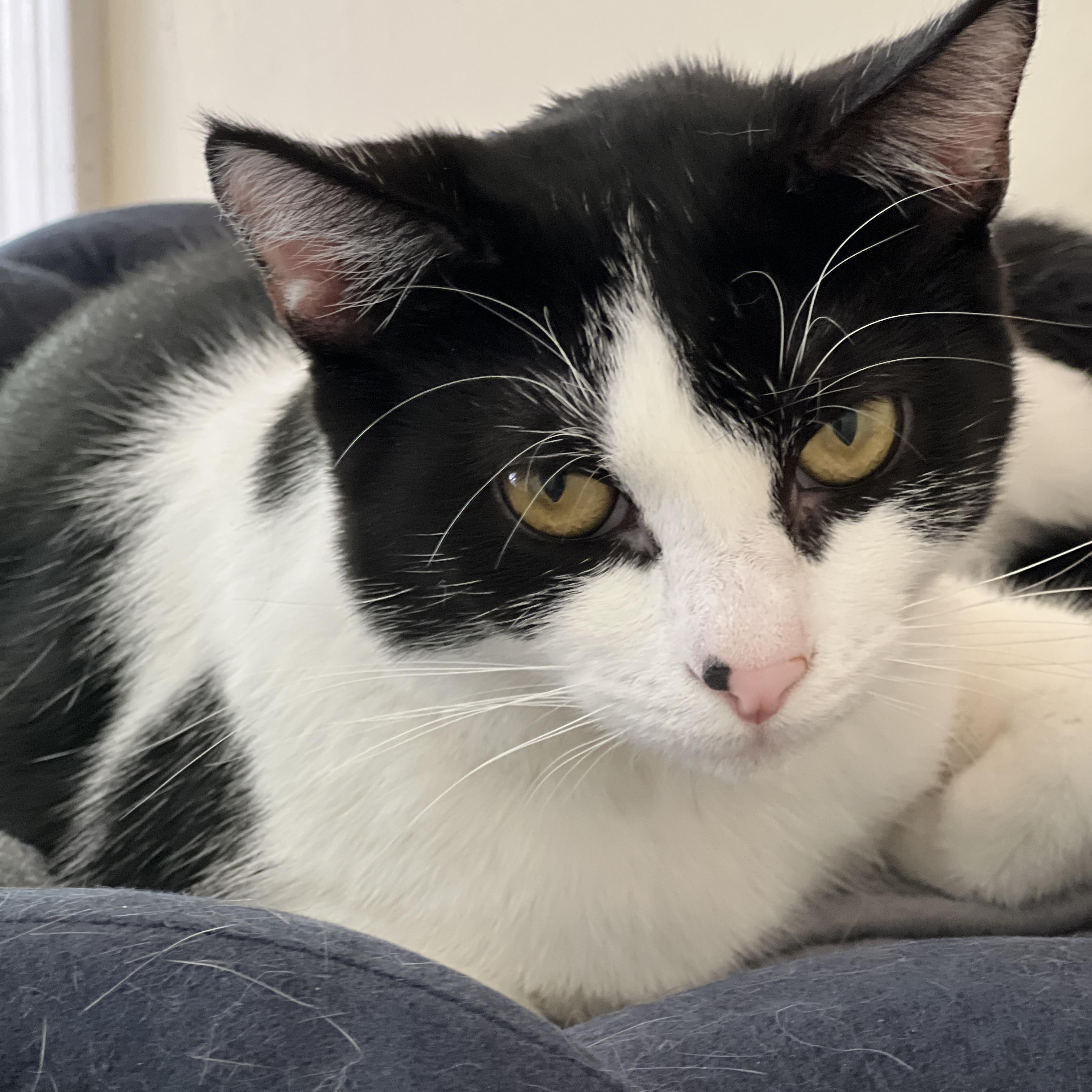 KoKo, Adoptable, Young Female Tuxedo.