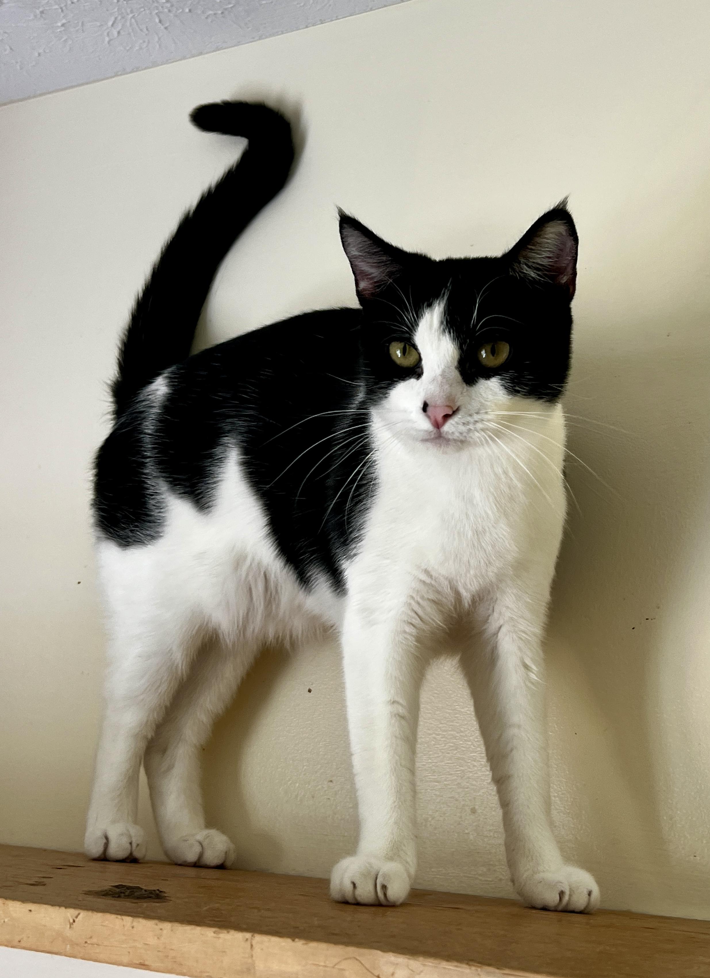 Enlarge KoKo, a Adoptable Tuxedo in Sautee Nacoochee, GA image 6/6